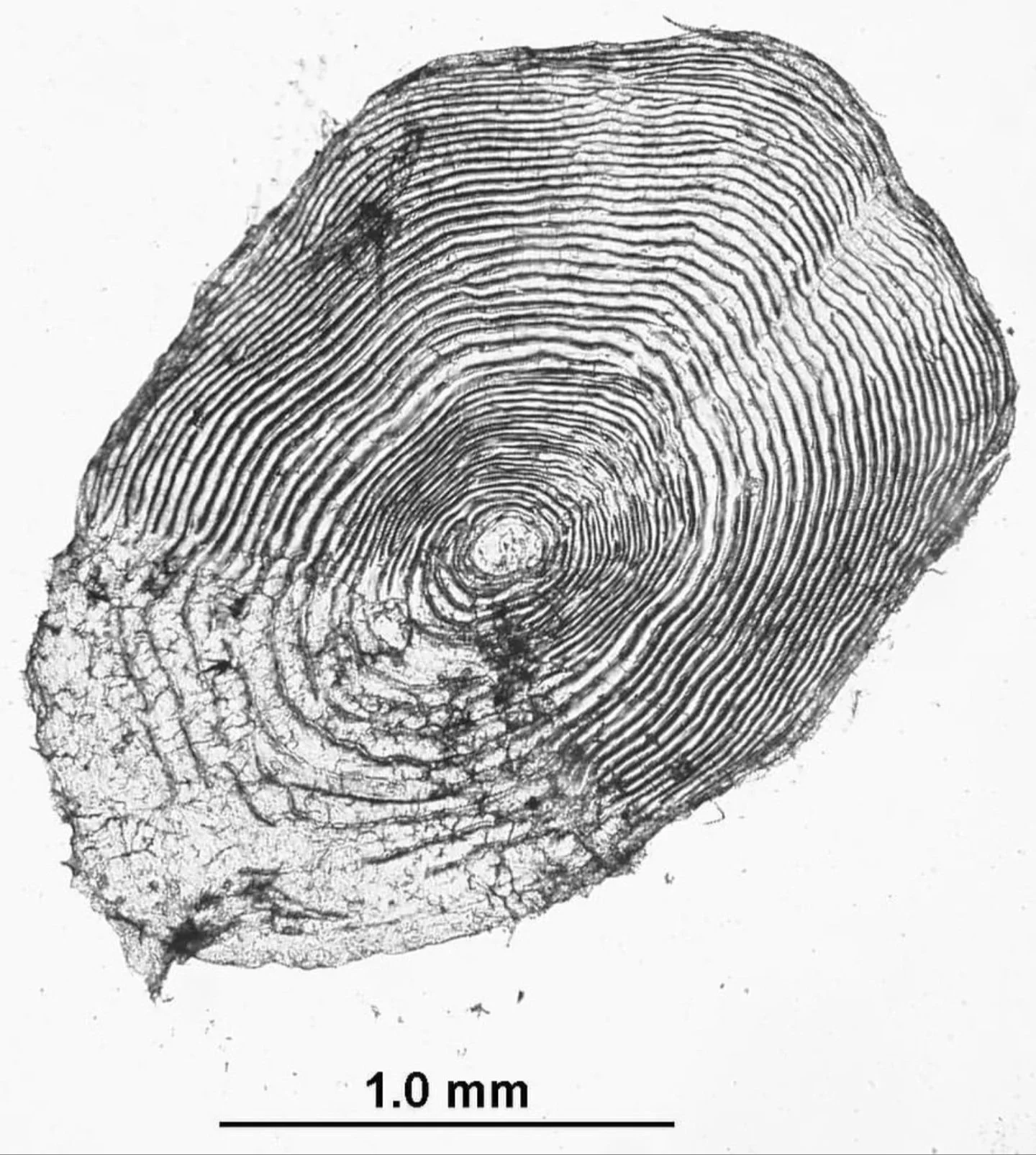 Scale sample analysis can be utilised to age salmon within a system. Beyond this, it can be calculated the number of years in freshwater, seawater as well as whether it has spawned before or not. Due to the optimal feeding of juvenile fish in a hatch