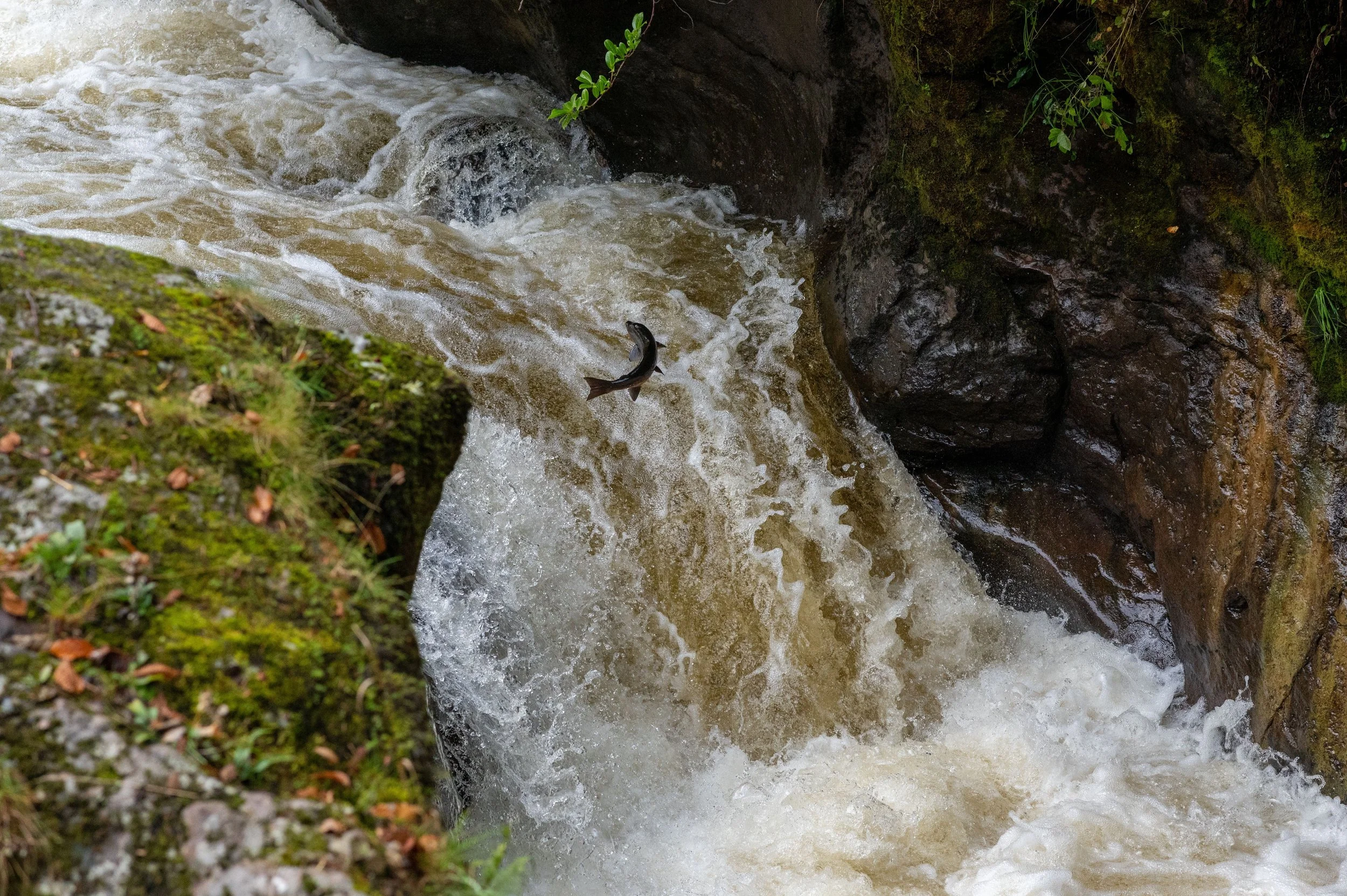 Salmon have to overcome many challenges on their way back to their spawning grounds avoiding predation along the way. The increase in human barriers in the river has forced certain populations to spawn further down stream which has caused poorer cond