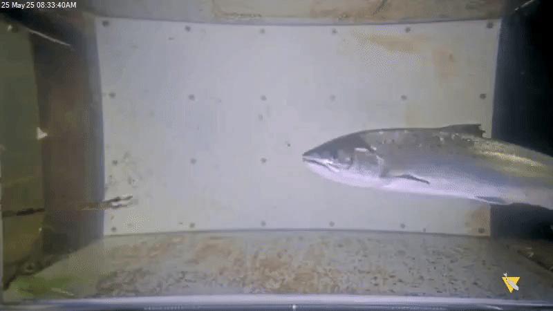 Fish counters can be a highly effective way of monitoring numbers and the general population of the system. Some systems can calculate size along with video so that species and gender can be recorded. In this way, a complete picture of what is runnin