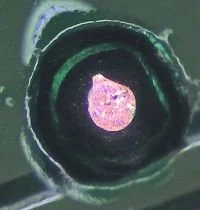 Close-up view of a cell under a microscope showing a nucleus surrounded by a dark circular structure.