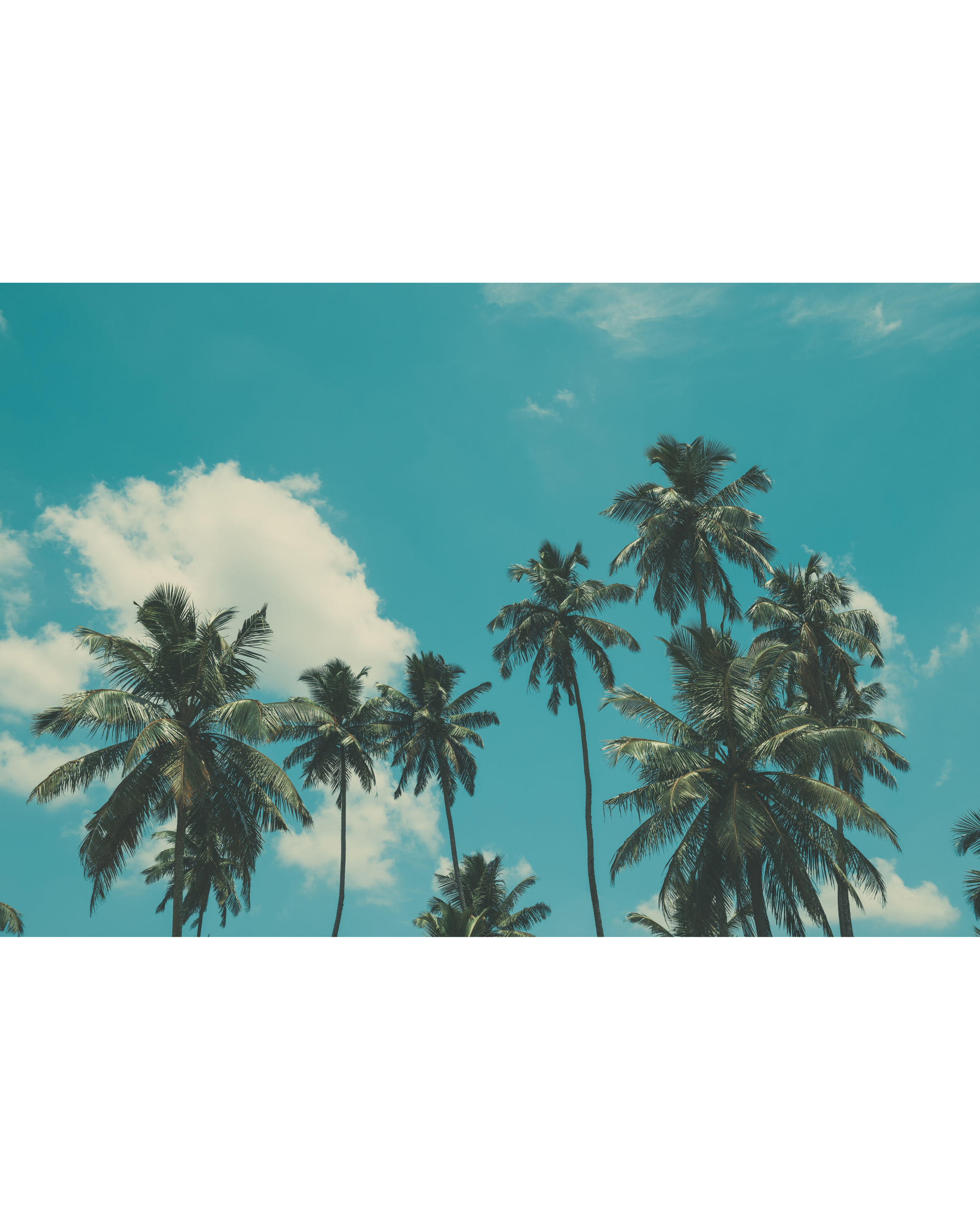 Tall palm trees against a bright blue sky with some white clouds.