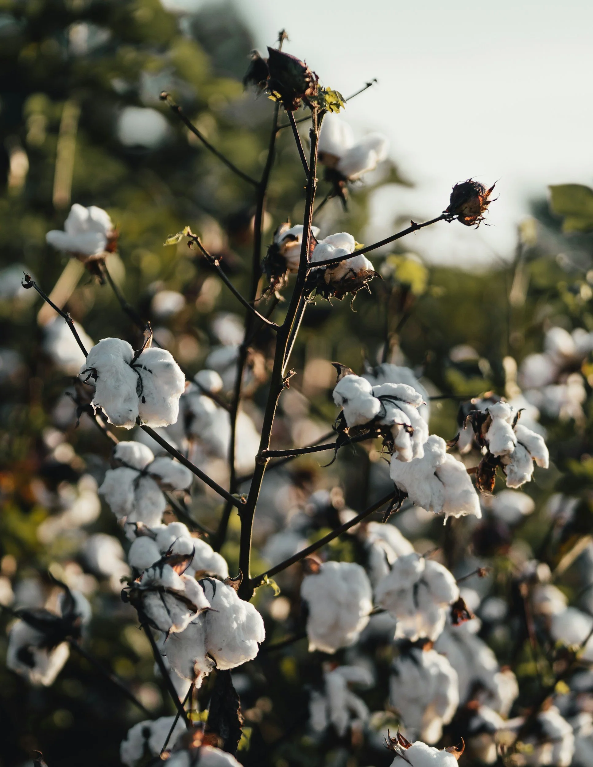 Close-up of a cotton plant with white fluffy cotton bolls, some dried seed pods, and green leaves in the background.