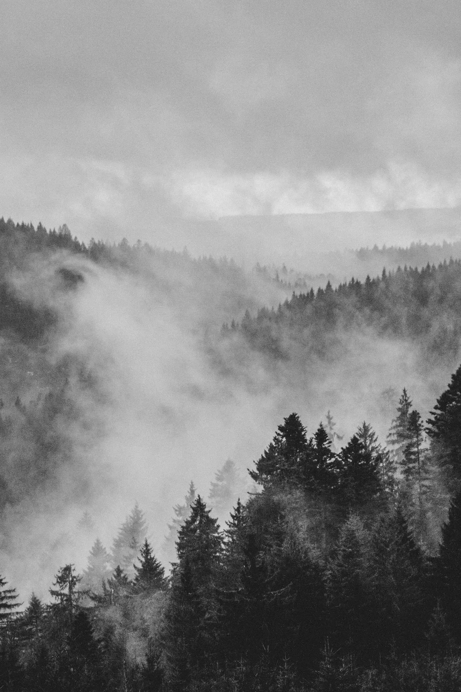 Black and white photograph of a forest cover in clouds and mist.
