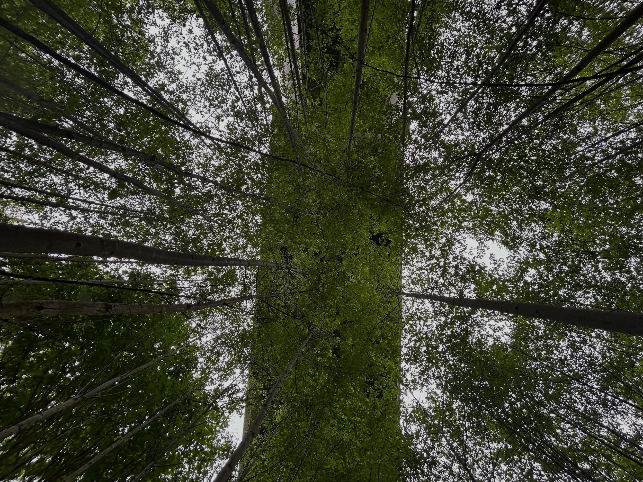 Ever had your nose to the grindstone so long you forget to look up? There&rsquo;s certainly beautiful things to see if we pause long enough🌿

Any guesses?