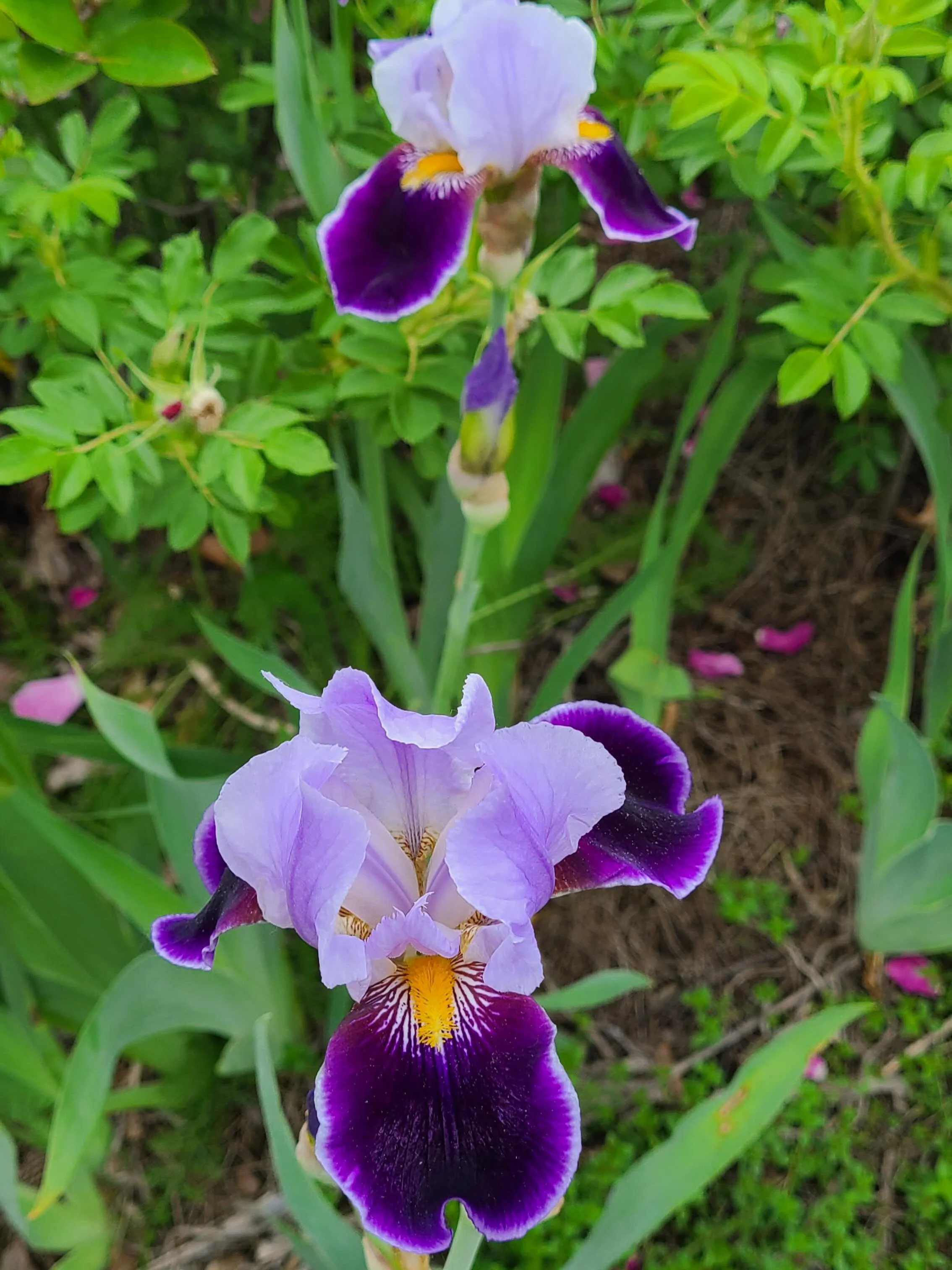 May is finally in full bloom! ☀️ Special shout out to two amazing local food makers: @tavernierchocolates and @tumblewheatbaker who I had the pleasure of fundraising for the @ctriverconservancy with this month.💜 Check out their beautiful (and delici