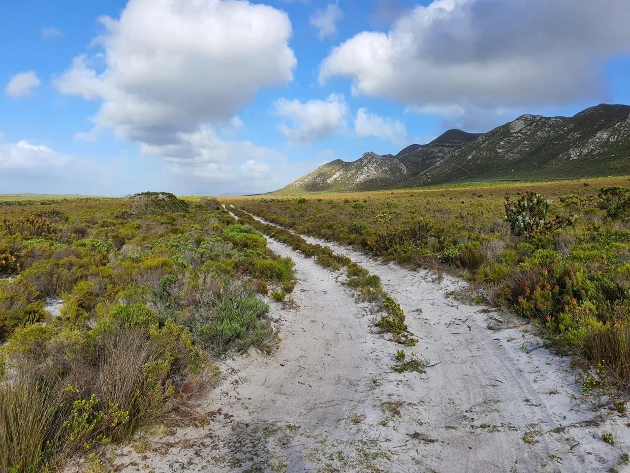 A dirt road running through a desert landscape with shrubs and grasses, mountains in the background, and a partly cloudy sky.