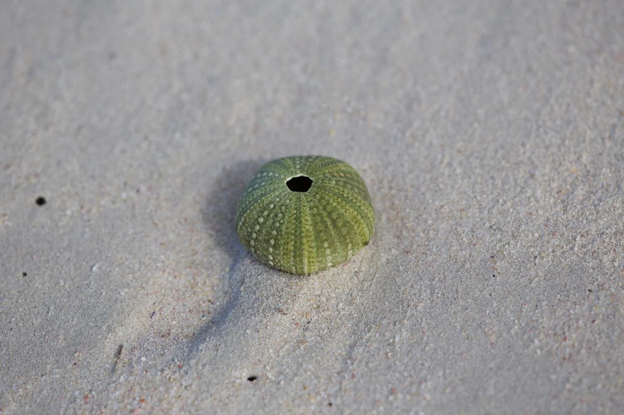 A green sea urchin shell on sandy beach with a small hole on top.