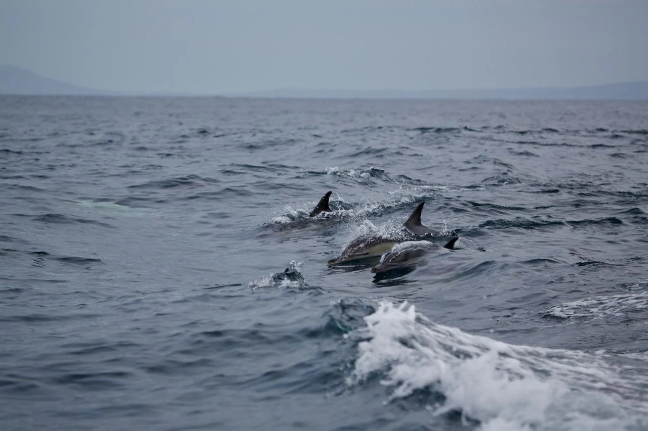 A pod of dolphins swimming near the surface of the ocean with visible dorsal fins.