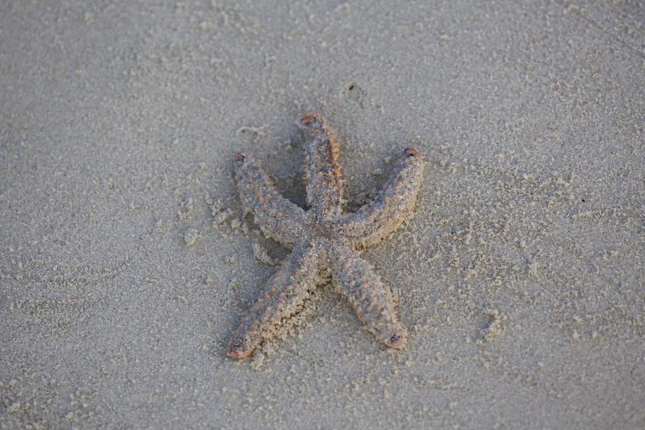 Starfish on sandy beach with grains of sand.