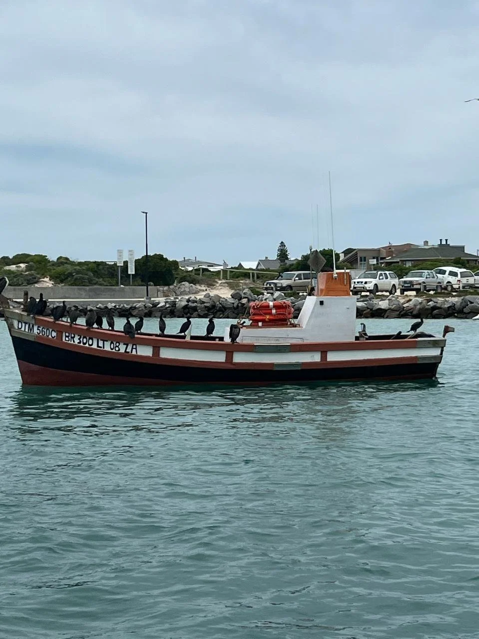 A boat floating on water with numerous birds perched on its edges, and a shoreline with cars and houses in the background under an overcast sky.