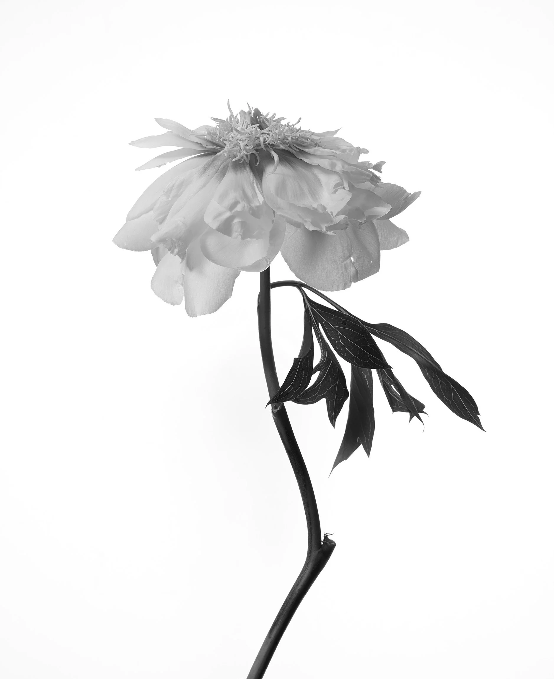 Black and white close-up of a blooming flower with a curved stem and a few leaves.