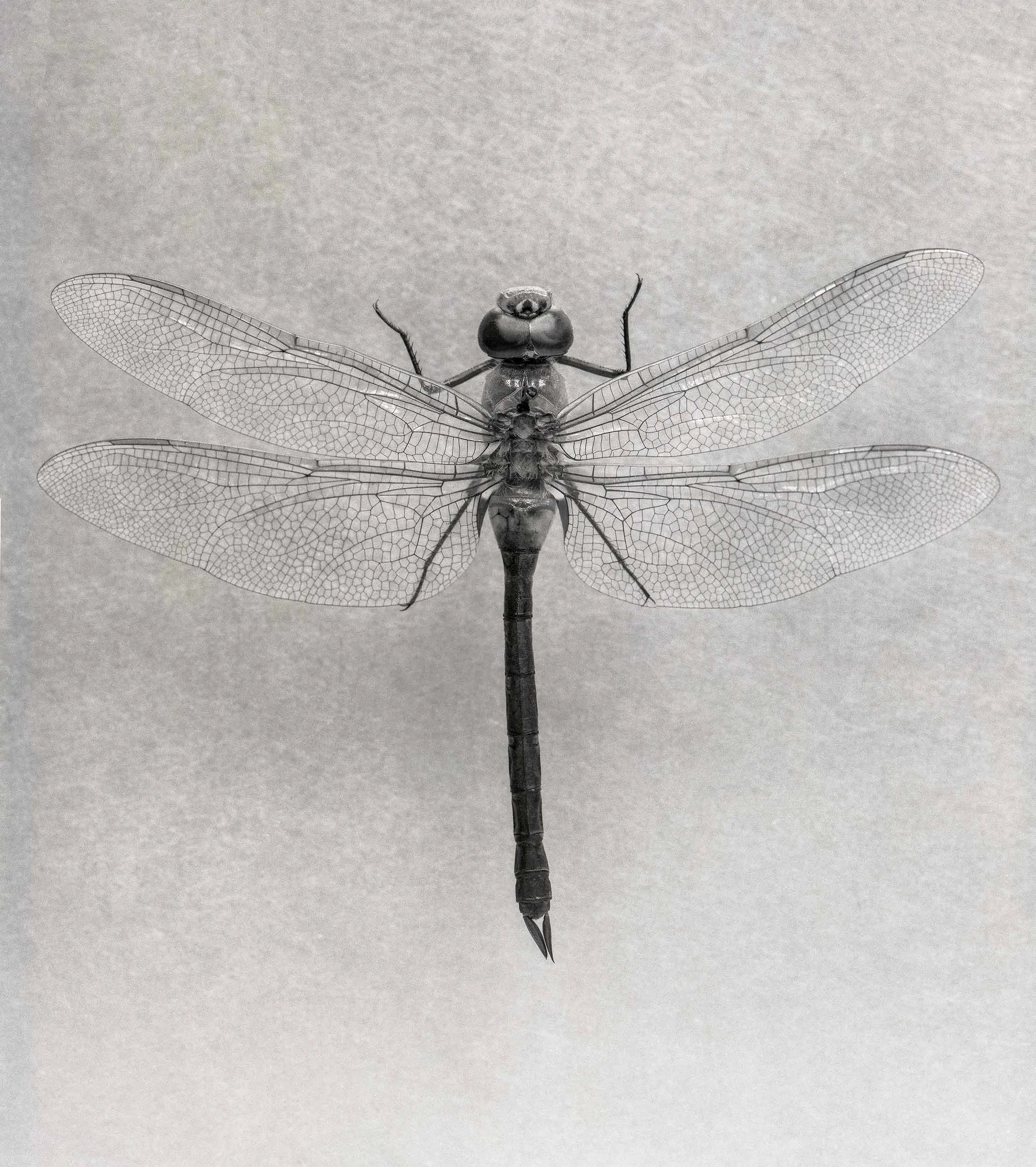 Close-up of a dragonfly with detailed, transparent wings against a neutral background.