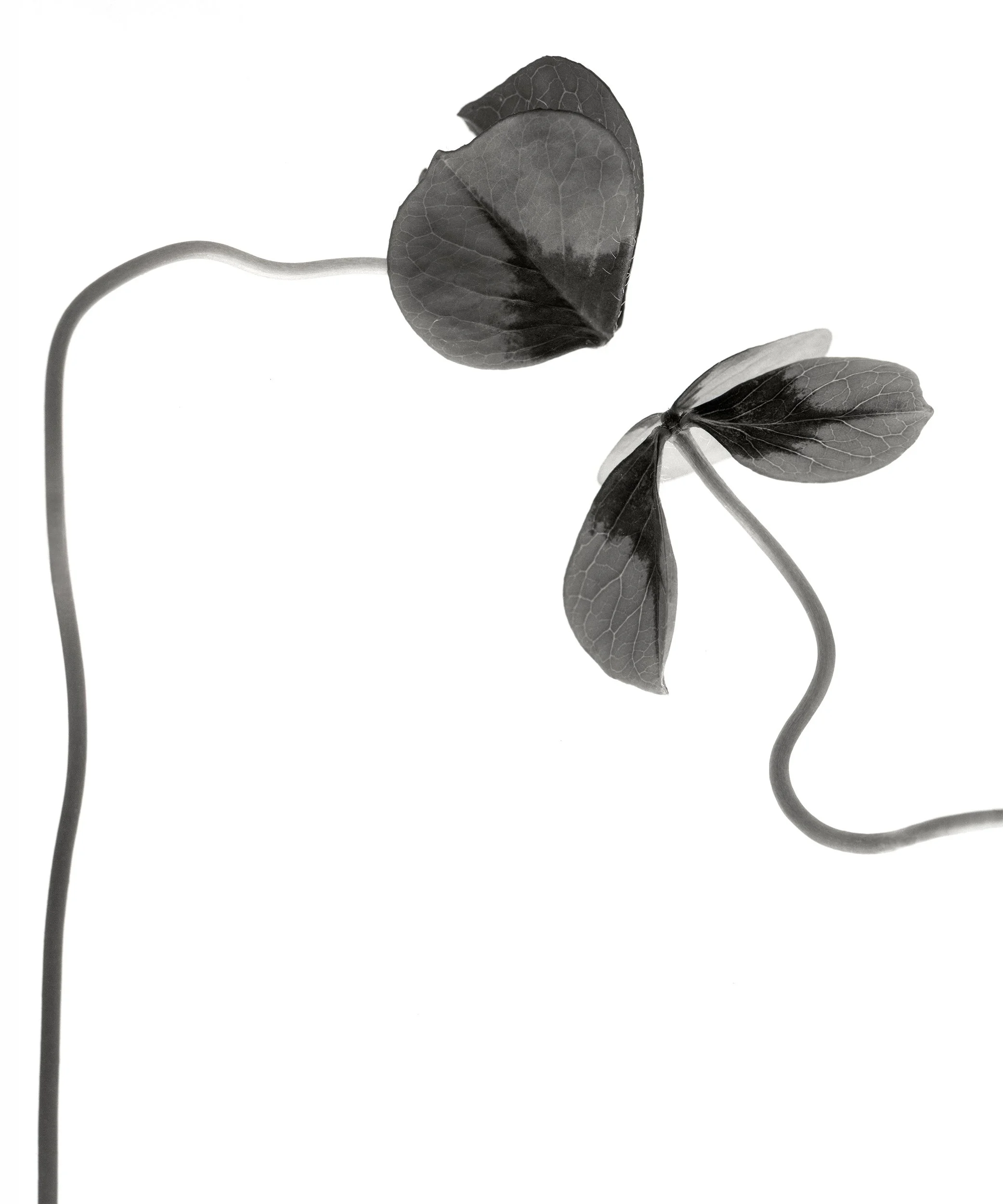 Black and white photo of two small plant shoots with three leaves each and slender, curved stems on a white background.