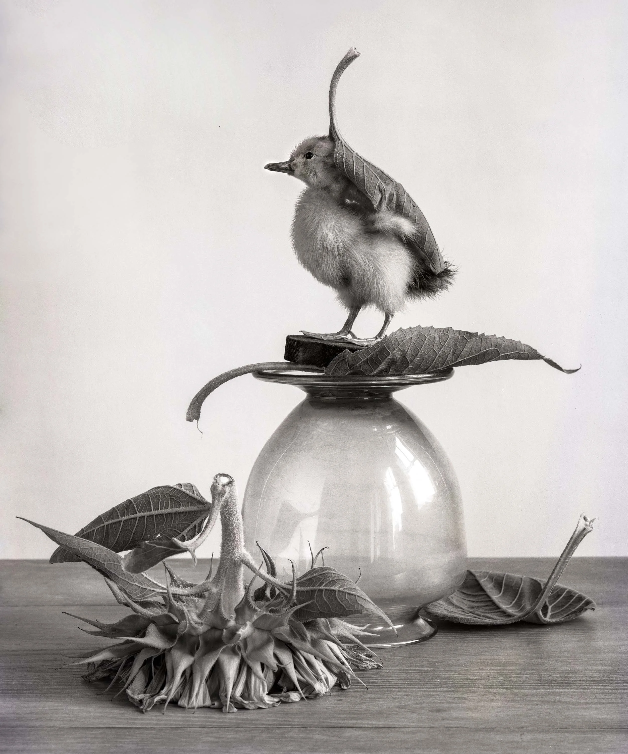 A black and white photo of a duckling standing on a small platform with a leaf on its back, placed on an upside-down glass vase, with sunflower parts and large leaves arranged around it.