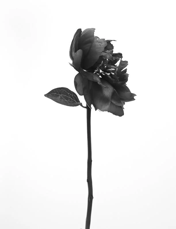 A black and white photograph of a single rose with detailed petals and one visible leaf on a long stem, set against a plain background.
