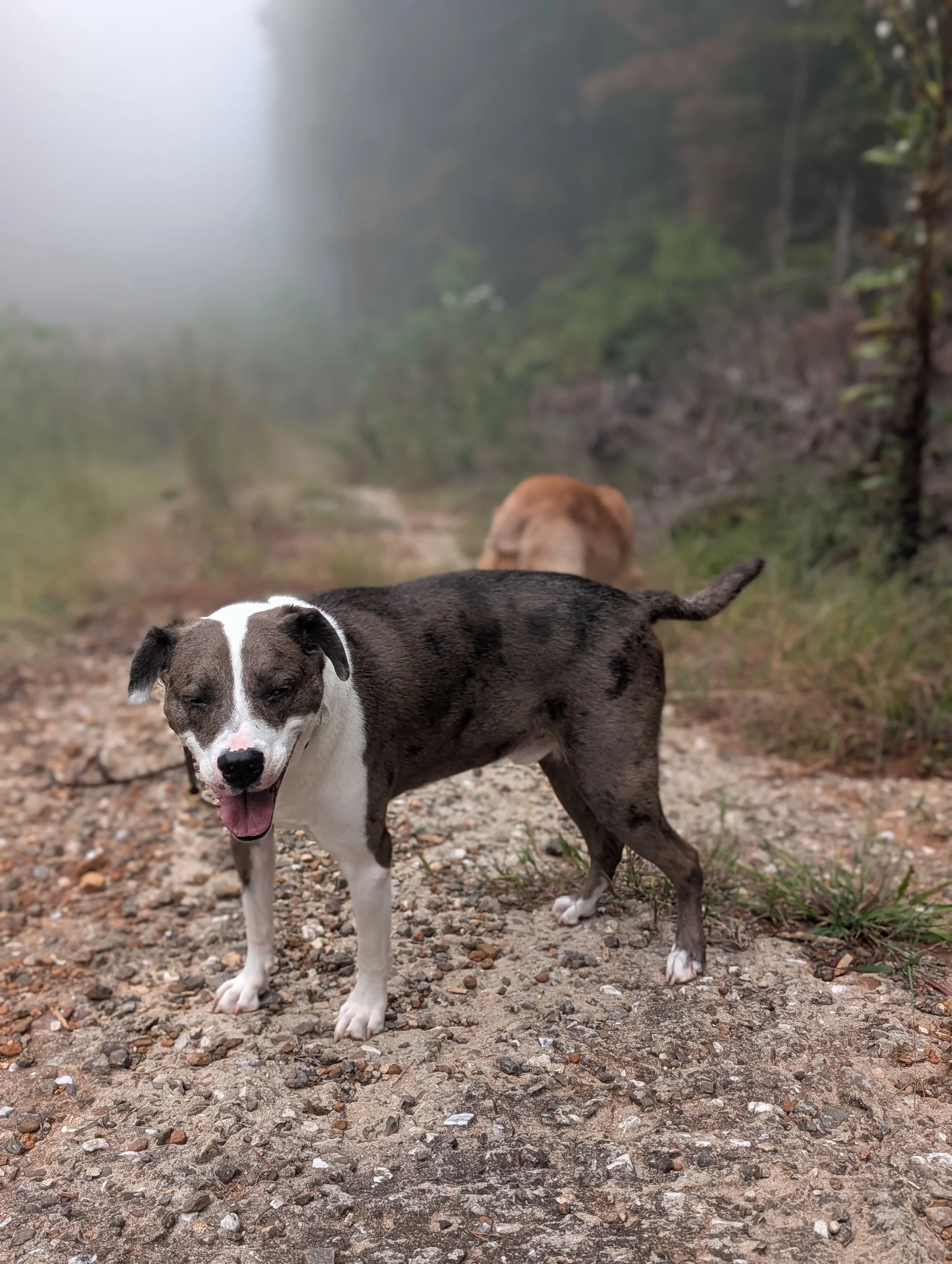 A happy gray and white dog standing on a rocky trail with two other dogs in the background, surrounded by trees and fog.