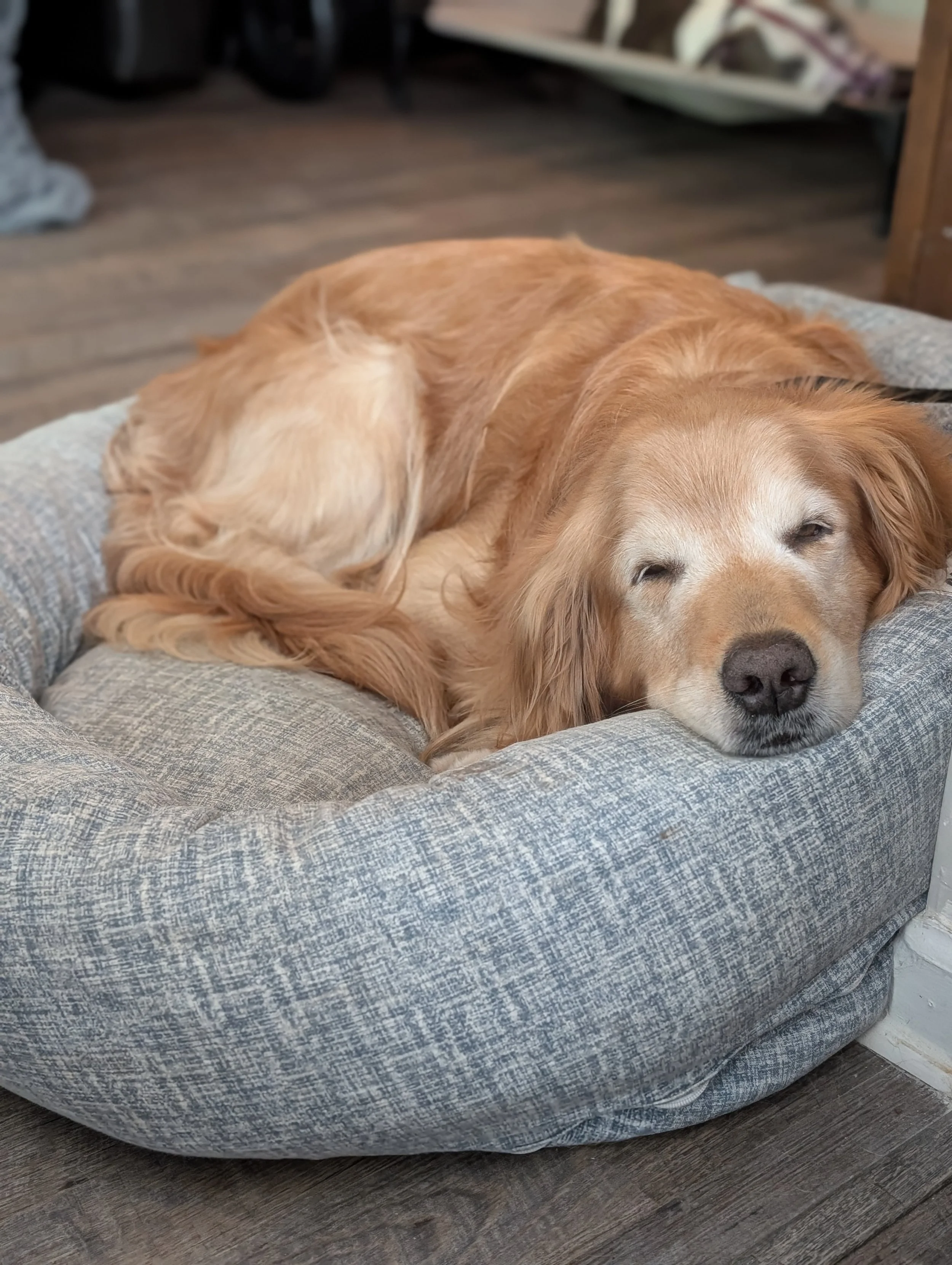 Golden retriever dog sleeping peacefully in a gray fabric dog bed.