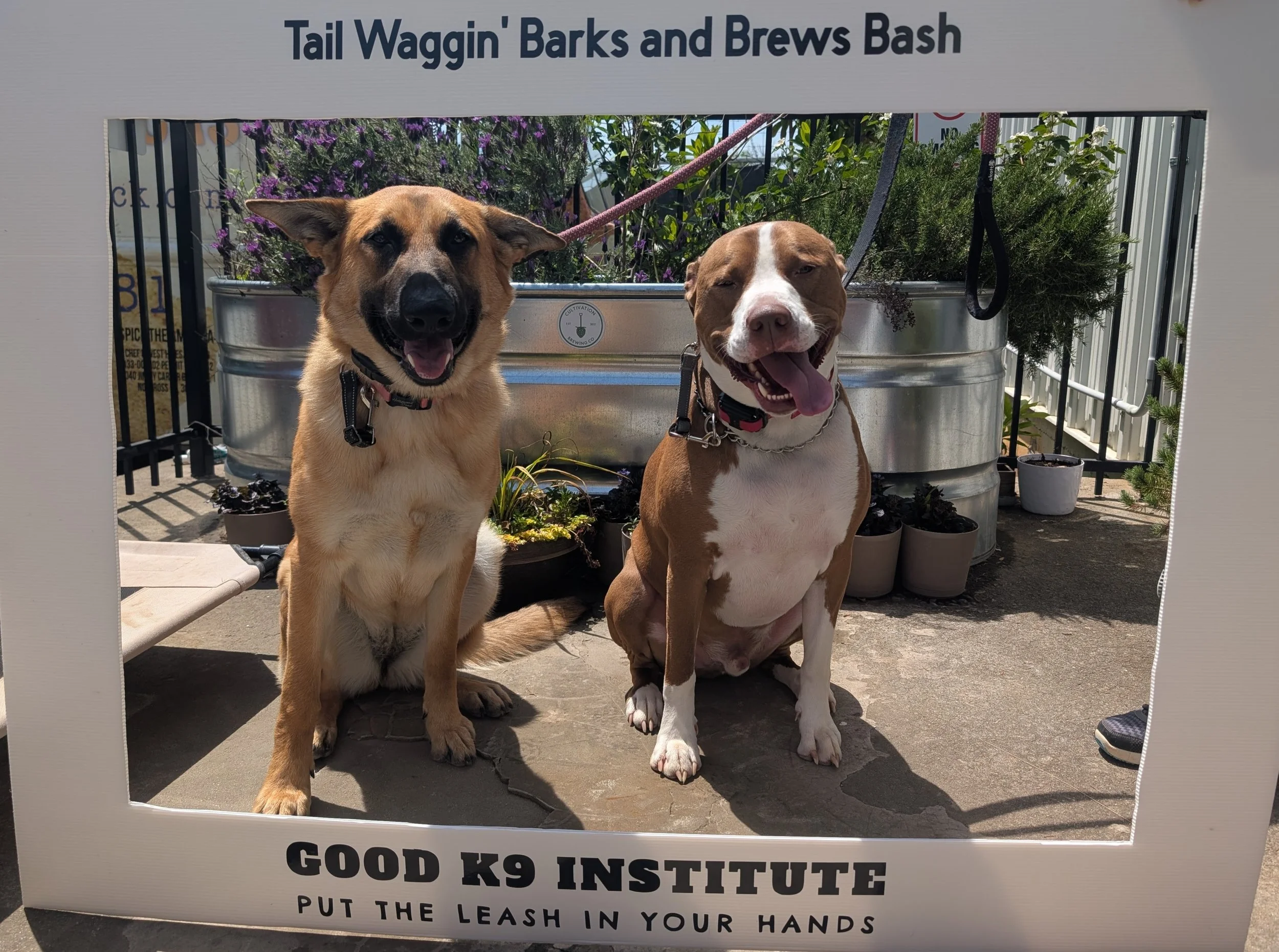 Two happy dogs sitting outdoors behind a sign that says 'Tail Waggin' Barks and Brews Bash' and 'Good K9 Institute'. One dog is tan and black, and the other is brown and white, both with their tongues out.