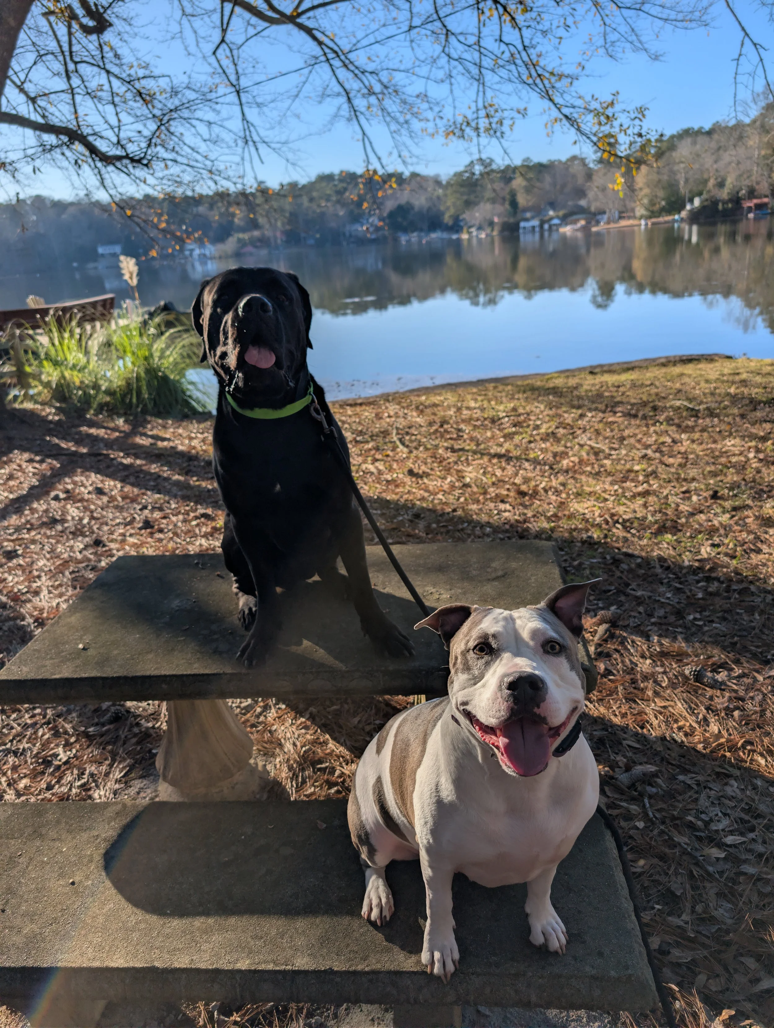Two dogs, one black and one white with brown patches, sitting on a concrete and wooden bench by a lake in a park. The black dog is on the upper part of the bench, and the white and brown dog is in front. The background shows a calm lake with trees and houses on the opposite shore, under a clear blue sky.