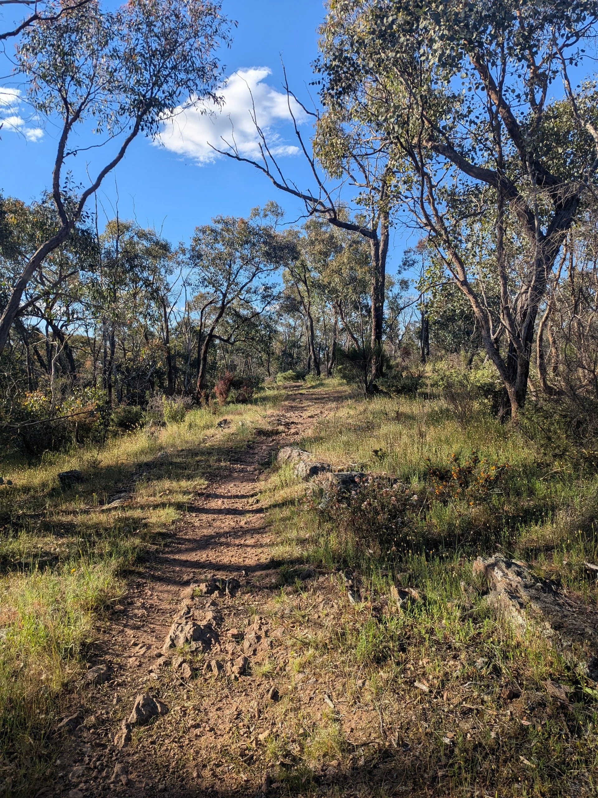 A walking track on Dja Dja Wurrung Country, Central Victoria, October 2026. Photo by Throughline Counselling.