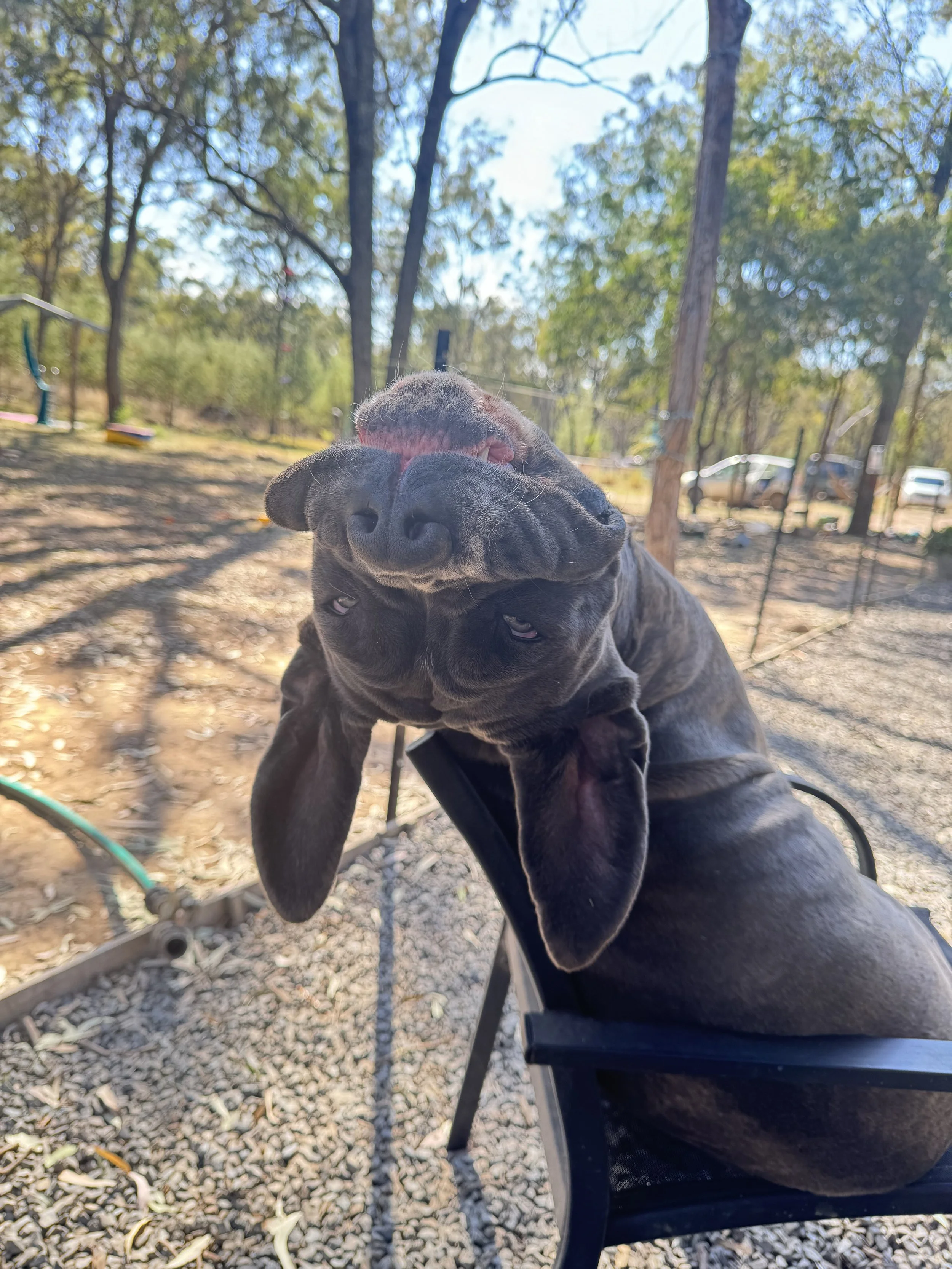A black dog with a puppy on top of its head, sitting outdoors on a park bench with trees and cars in the background.