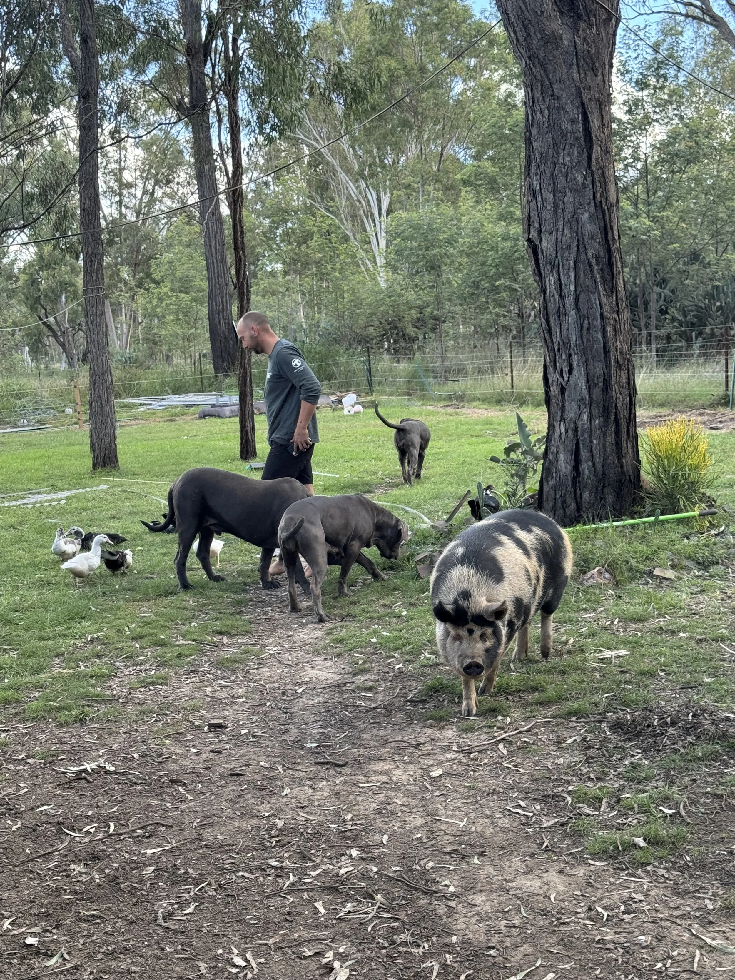 A man walking in a backyard with various animals including pigs, ducks, and dogs, surrounded by trees and greenery.
