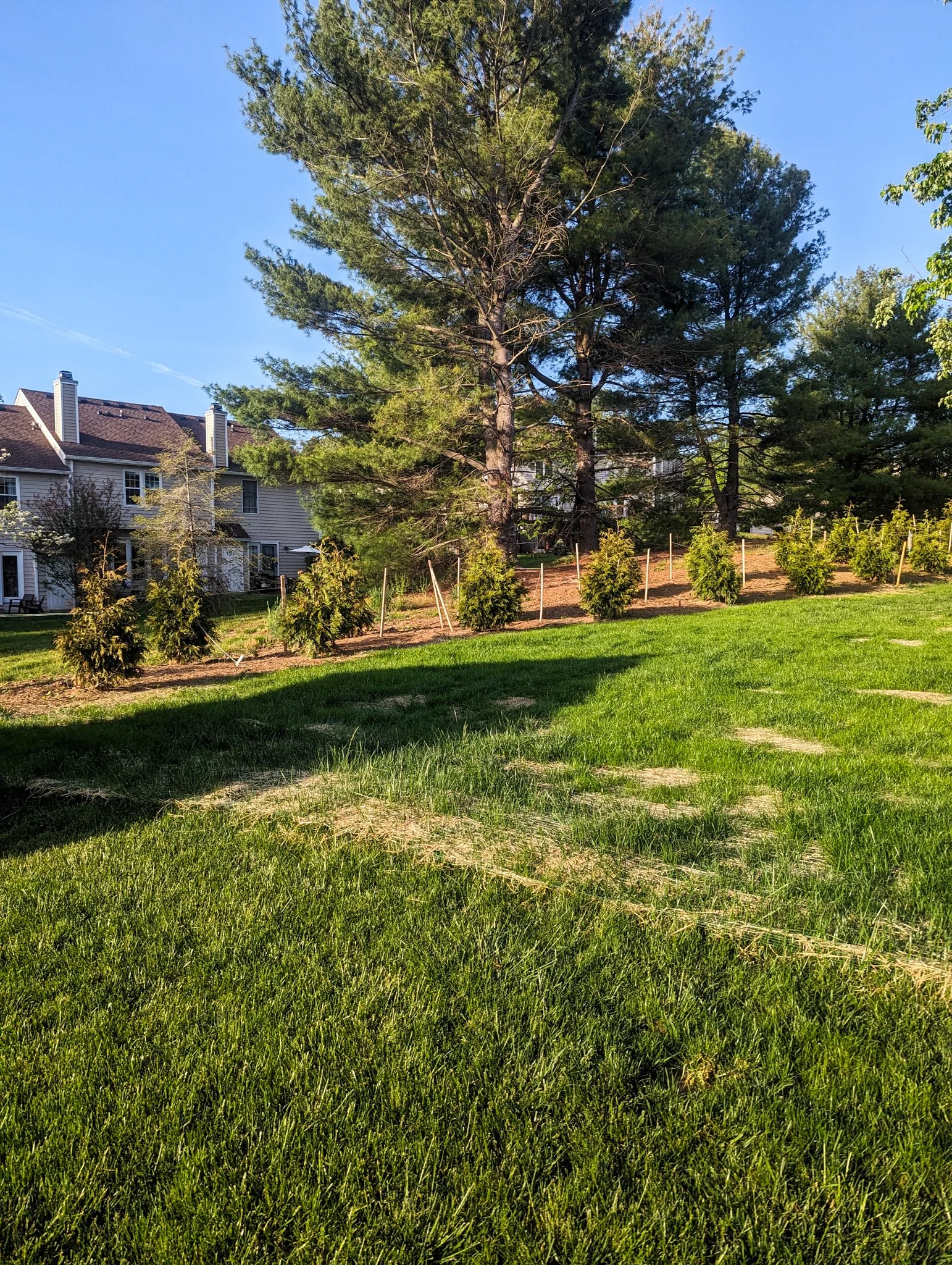 A backyard with green grass, small trees with stakes, larger trees in the background, and townhouses with chimney stacks on the left side, under a clear blue sky.