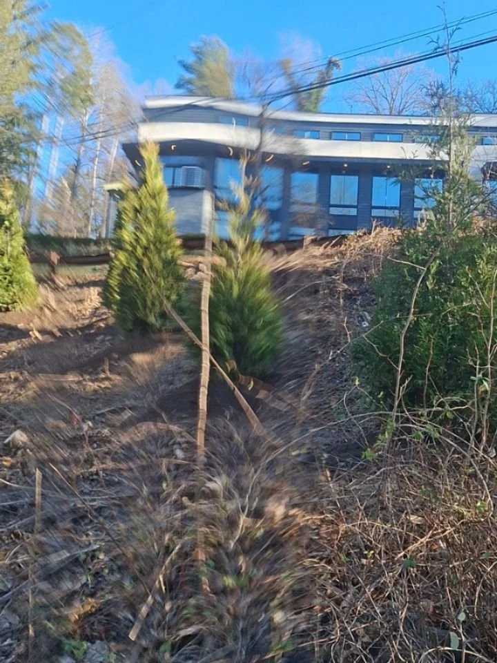 We just wrapped up this tree installation project. This client wanted a privacy screening while also adding color and variety. Although this project was a logistical challenge for many reasons, both we and the clients are thrilled with how this turne