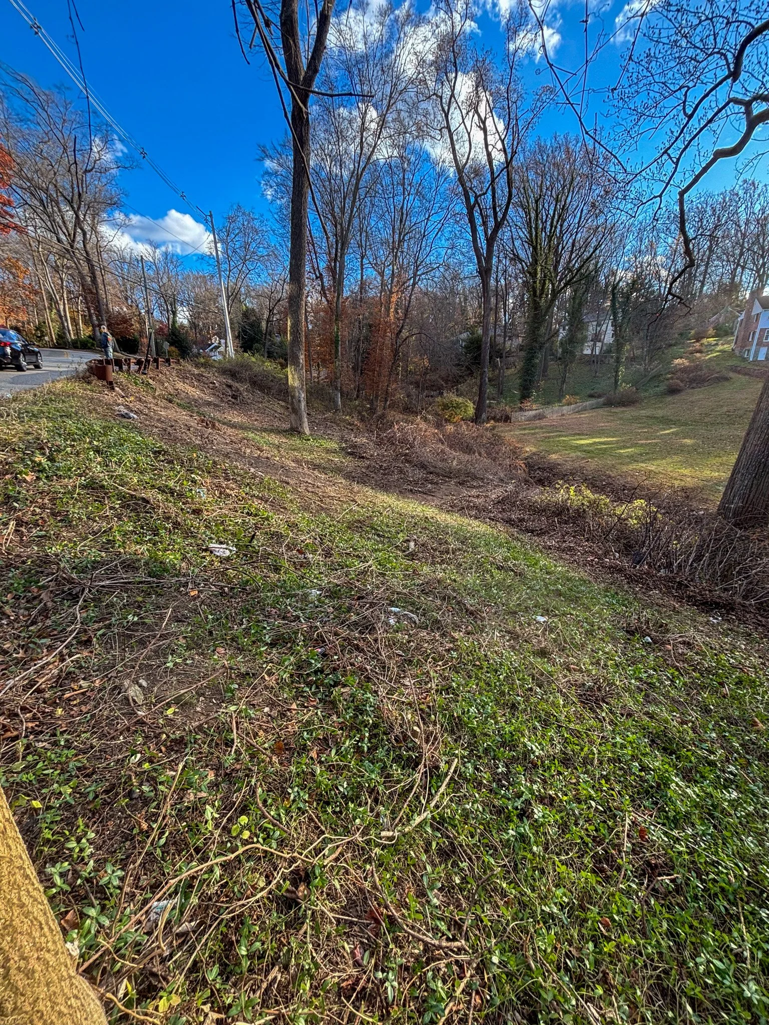 A suburban hillside with trees and grass, some houses visible in the background, and a street with parked cars on the left.