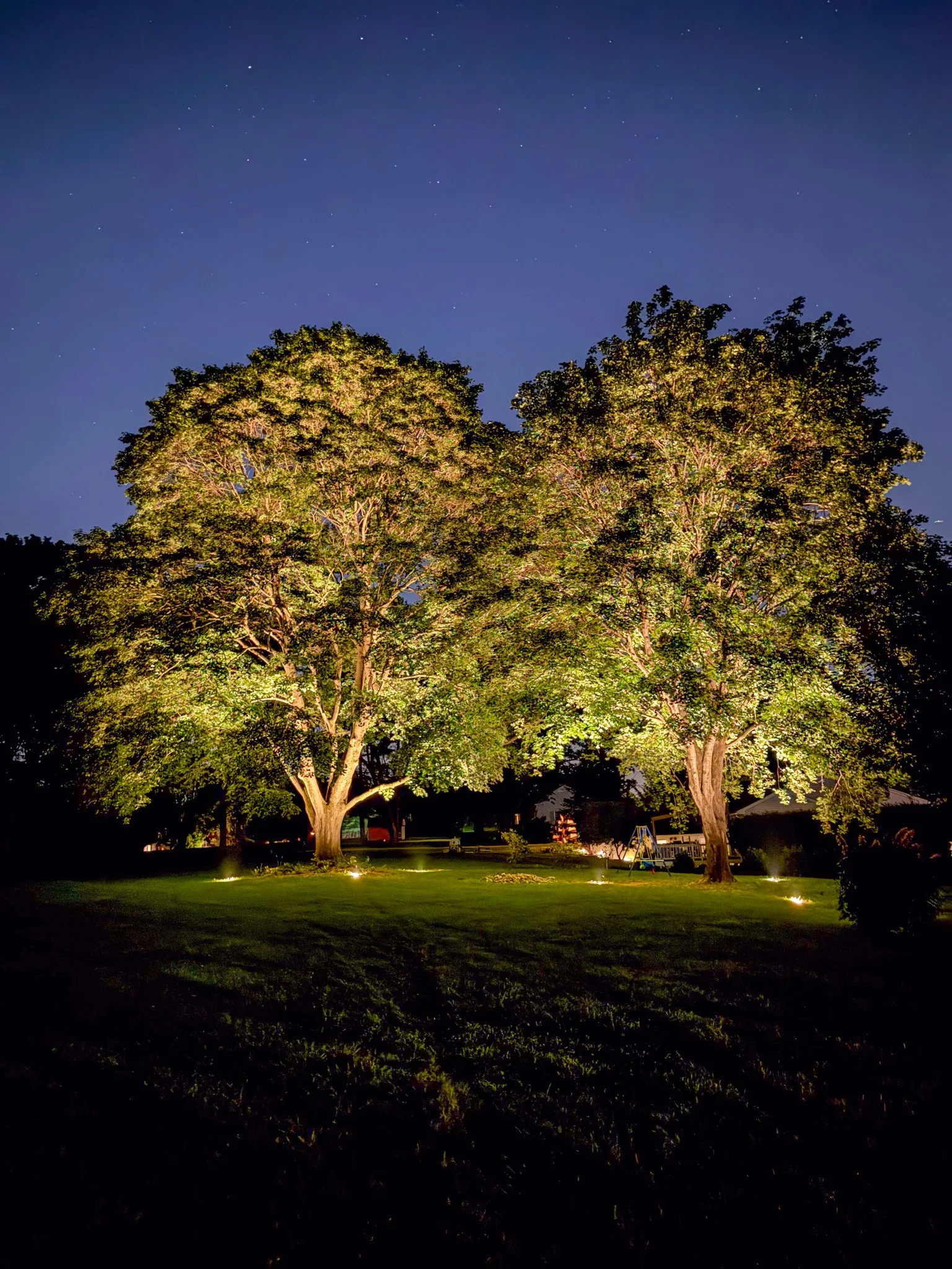 Nighttime scene of two large, well-lit trees on a grassy lawn with a dark sky and visible stars.