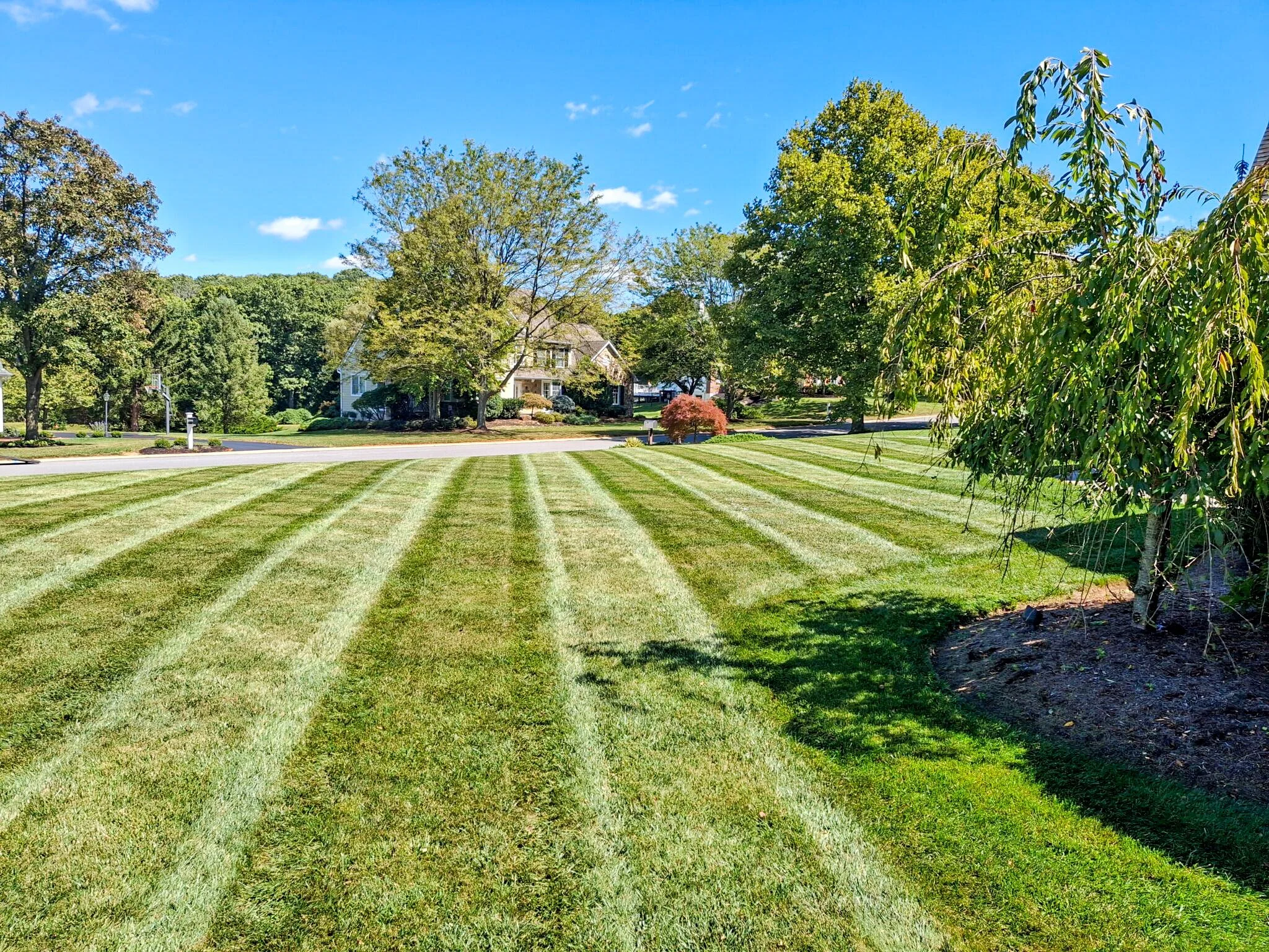 Well-manicured lawn with striped grass pattern in a suburban neighborhood, trees lining the street, and a house in the background under a clear blue sky.