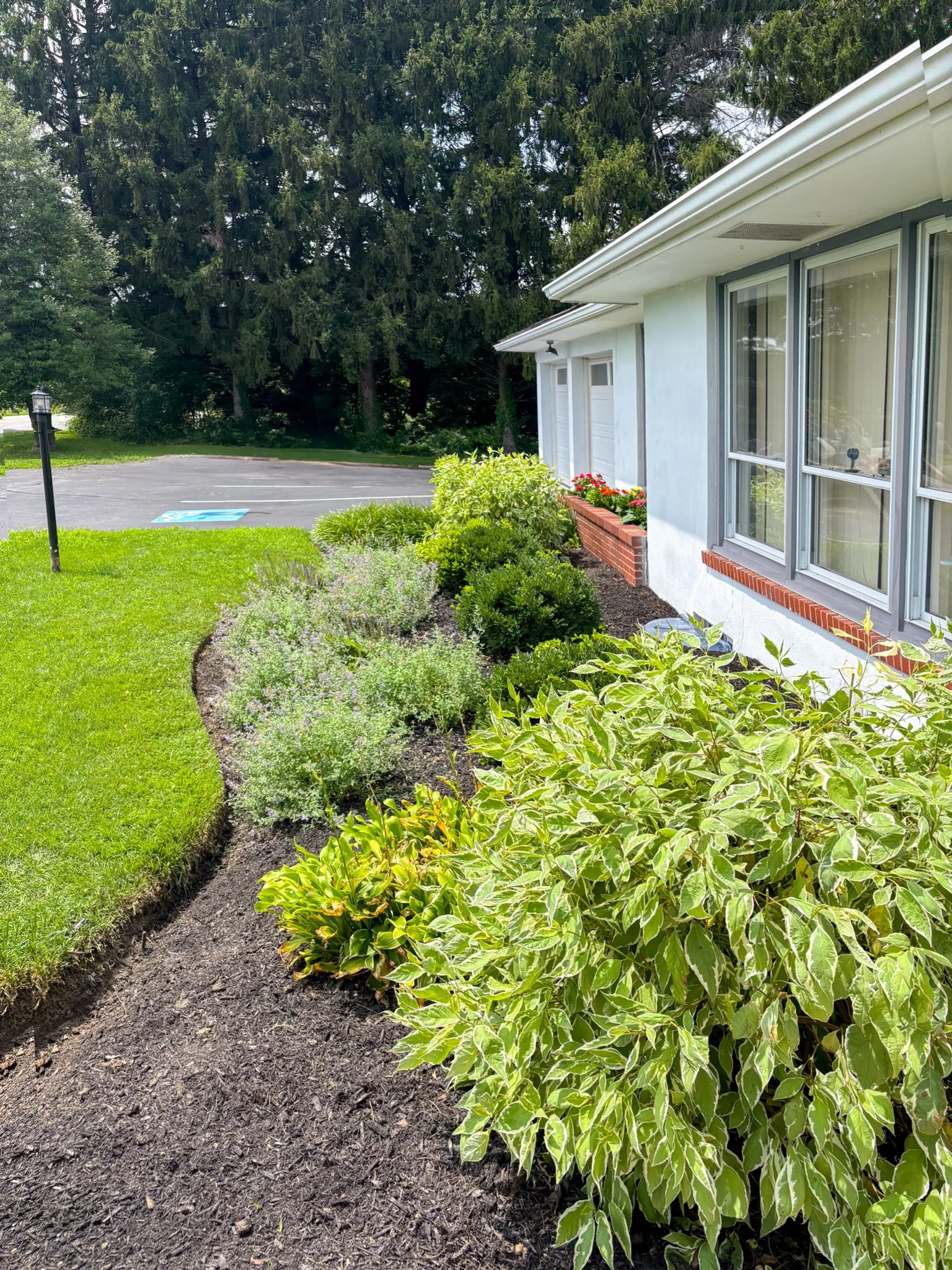 A well-maintained flower bed with various green plants and shrubs next to a white house with gray window frames and a brick-framed flower box, located beside a parking lot and backed by tall trees.