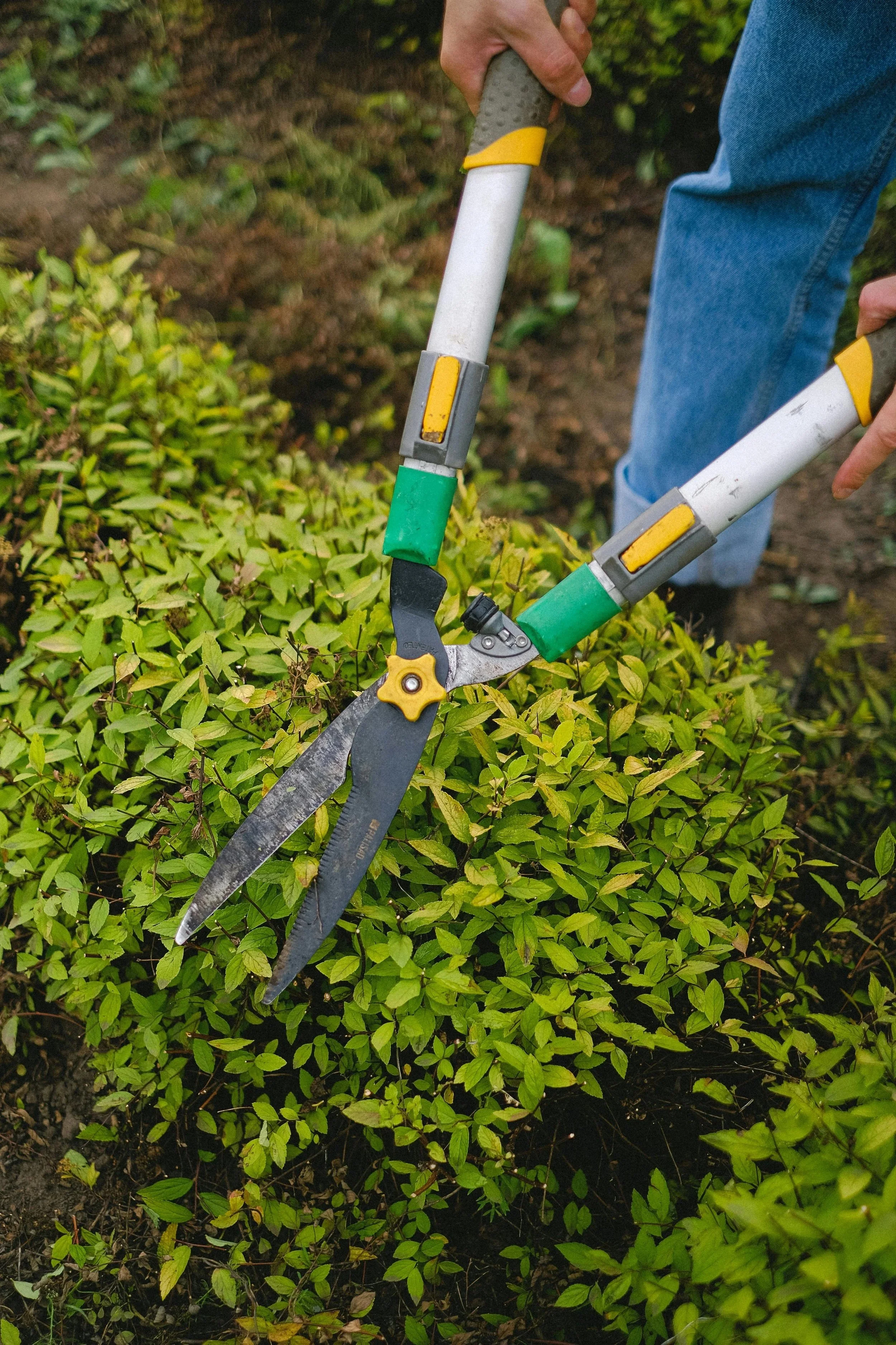 Person trimming a green hedge with garden shears in an outdoor garden.