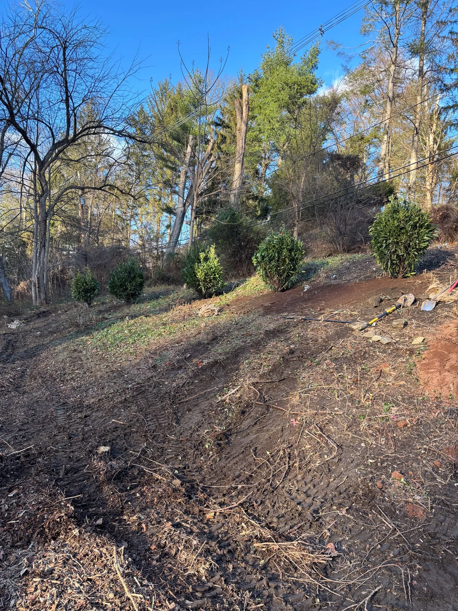A hillside with freshly disturbed soil and planting bushes, with gardening tools lying on the ground, and trees in the background under a clear blue sky.