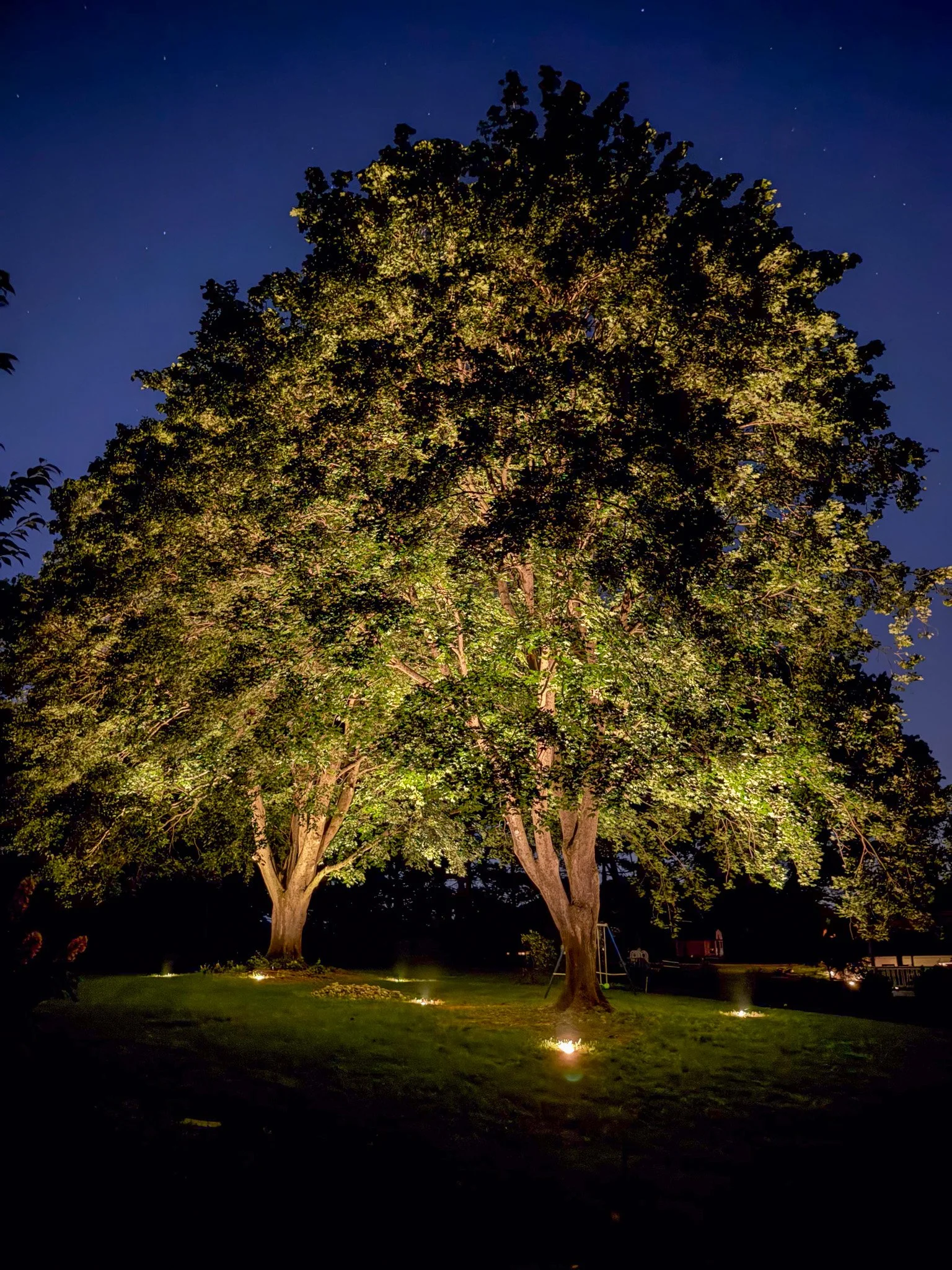Two large trees illuminated by ground lights at night, with a dark blue sky and stars in the background.