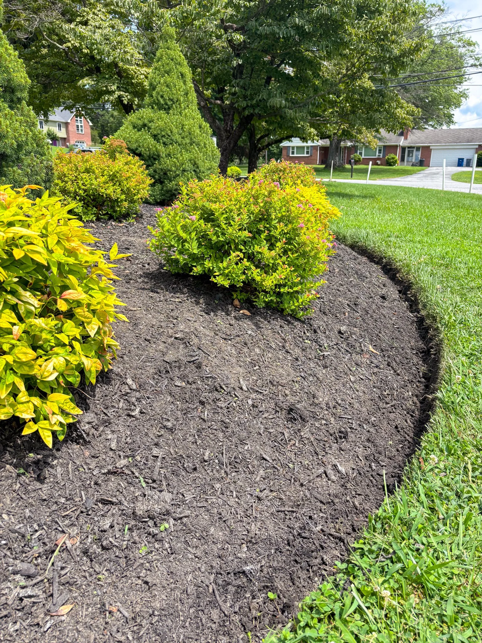 Freshly mulched garden bed with various green shrubs and bushes near a grassy yard in a suburban neighborhood.