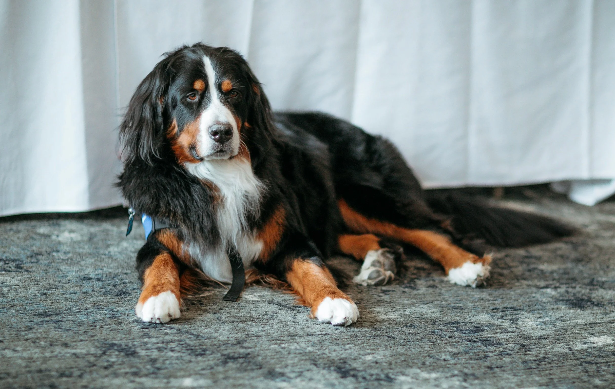 A Bernese Mountain Dog laying on a carpeted floor with a light-colored curtain in the background.