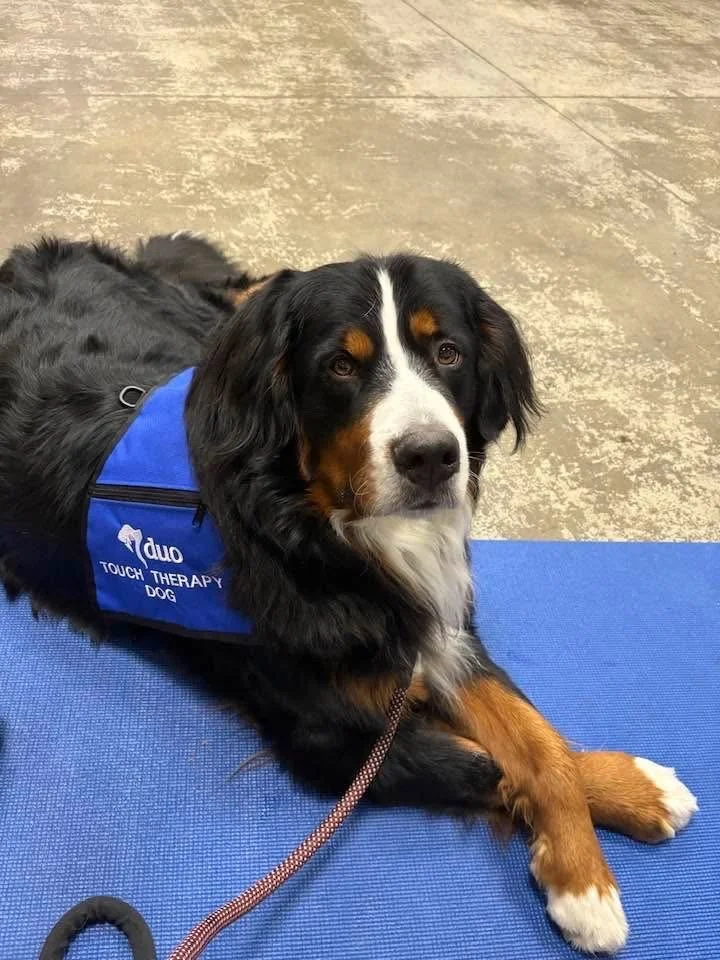 Bernese Mountain Dog lying on a blue mat with a blue vest labeled 'Touch Therapy Dog'.