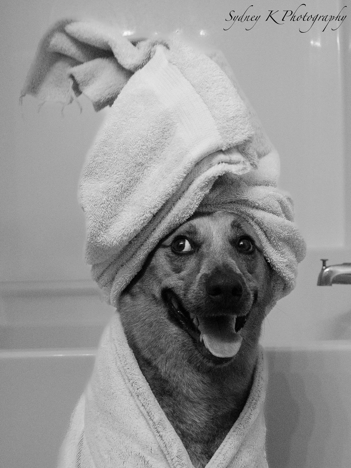 A happy dog with moist eyes wrapped in a towel and with a towel on its head, smiling.