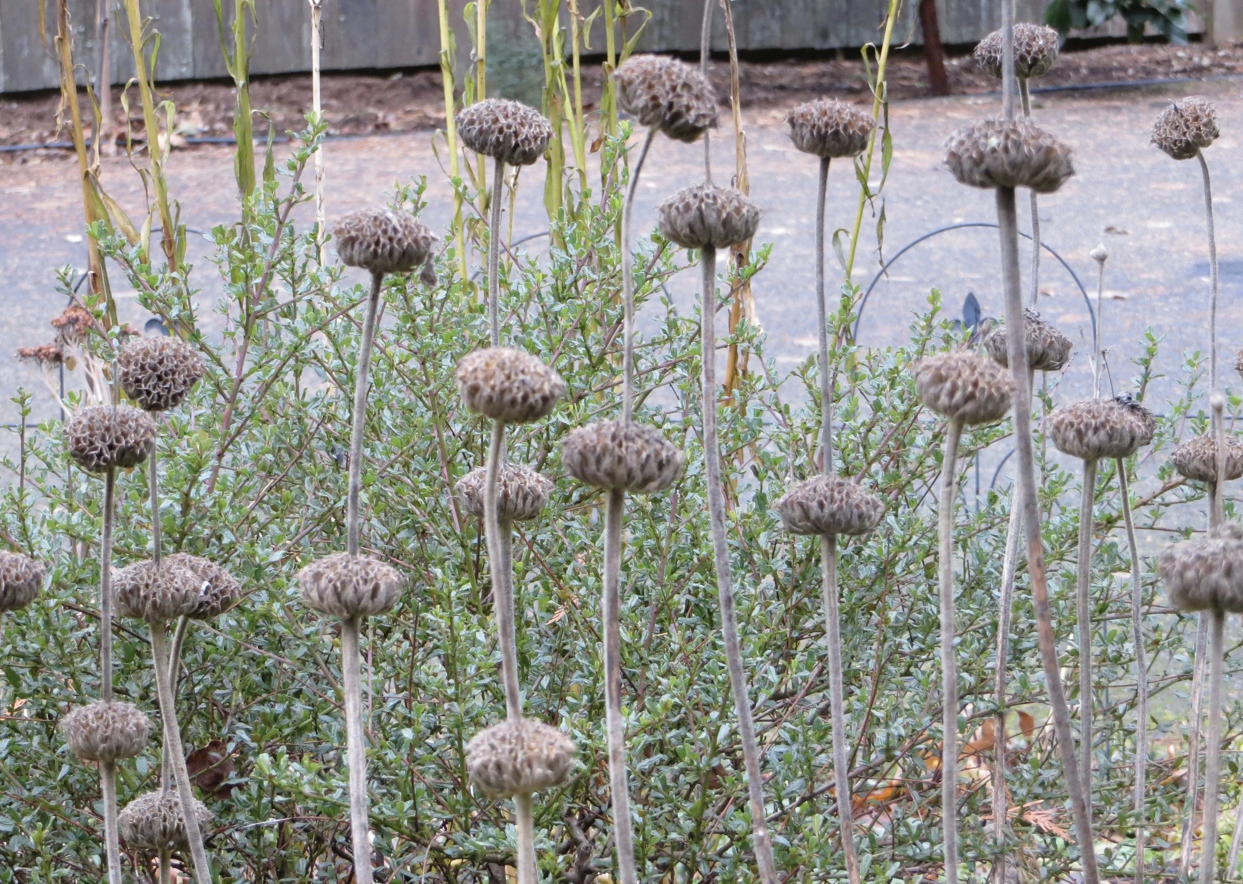 The Best Gardening You Can Do in Winter is Nothing at All