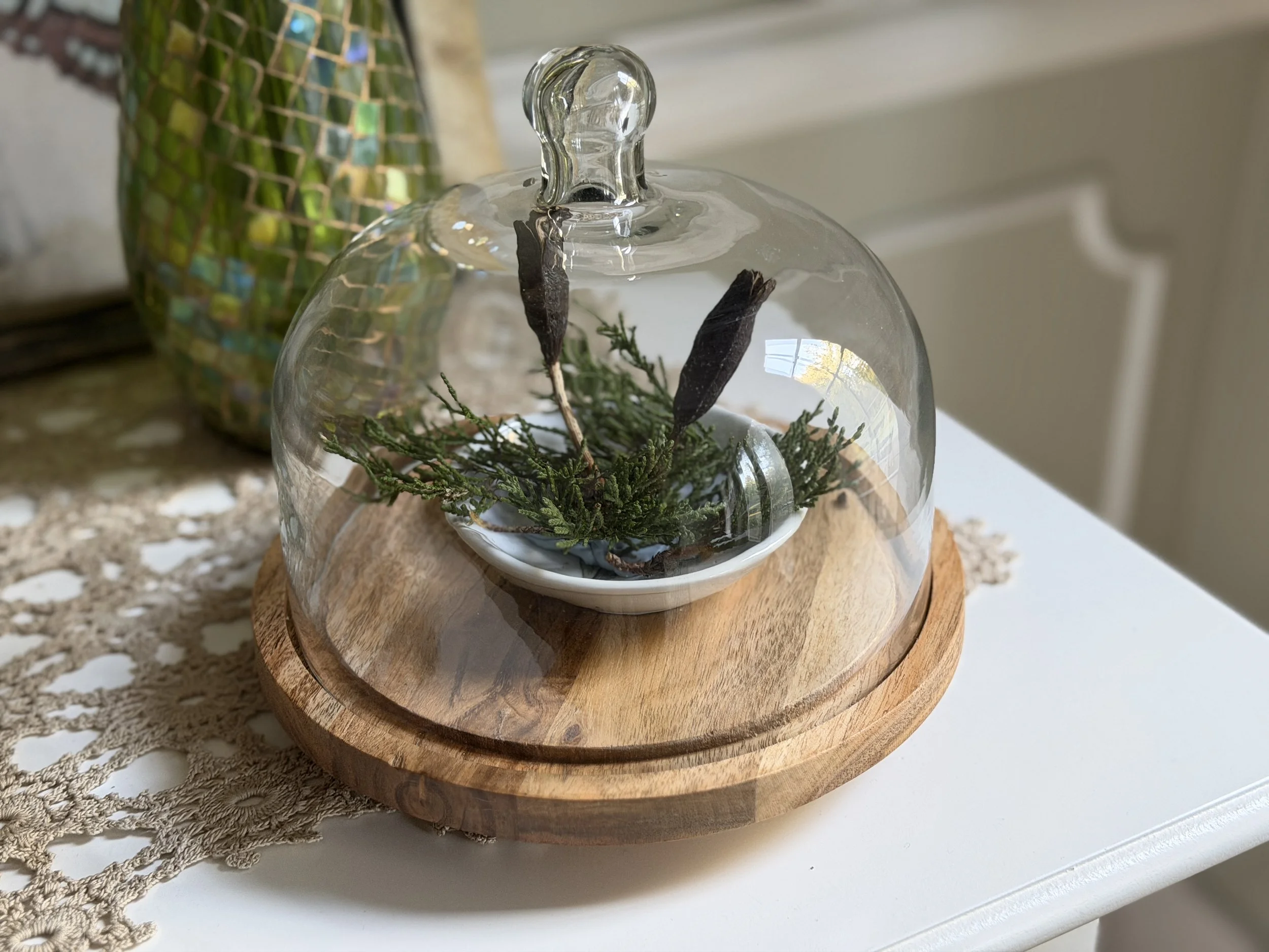 Iris pods with cypress greenery under cloche.
