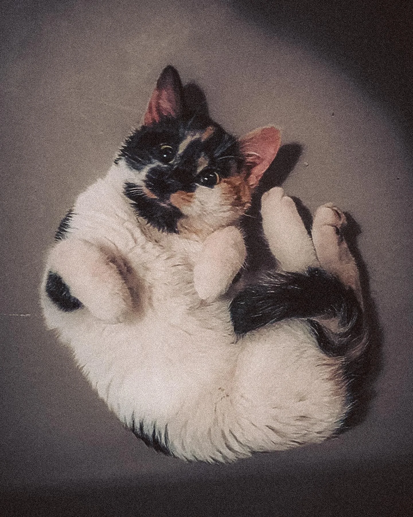 It&rsquo;s been just over 1 year since I found Cookie hidden in my car&rsquo;s engine block, but it seems like she&rsquo;s been with me for a lot longer. She&rsquo;s the most talkative/adventurous/funny/kind/curious kitty I&rsquo;ve ever known and I 