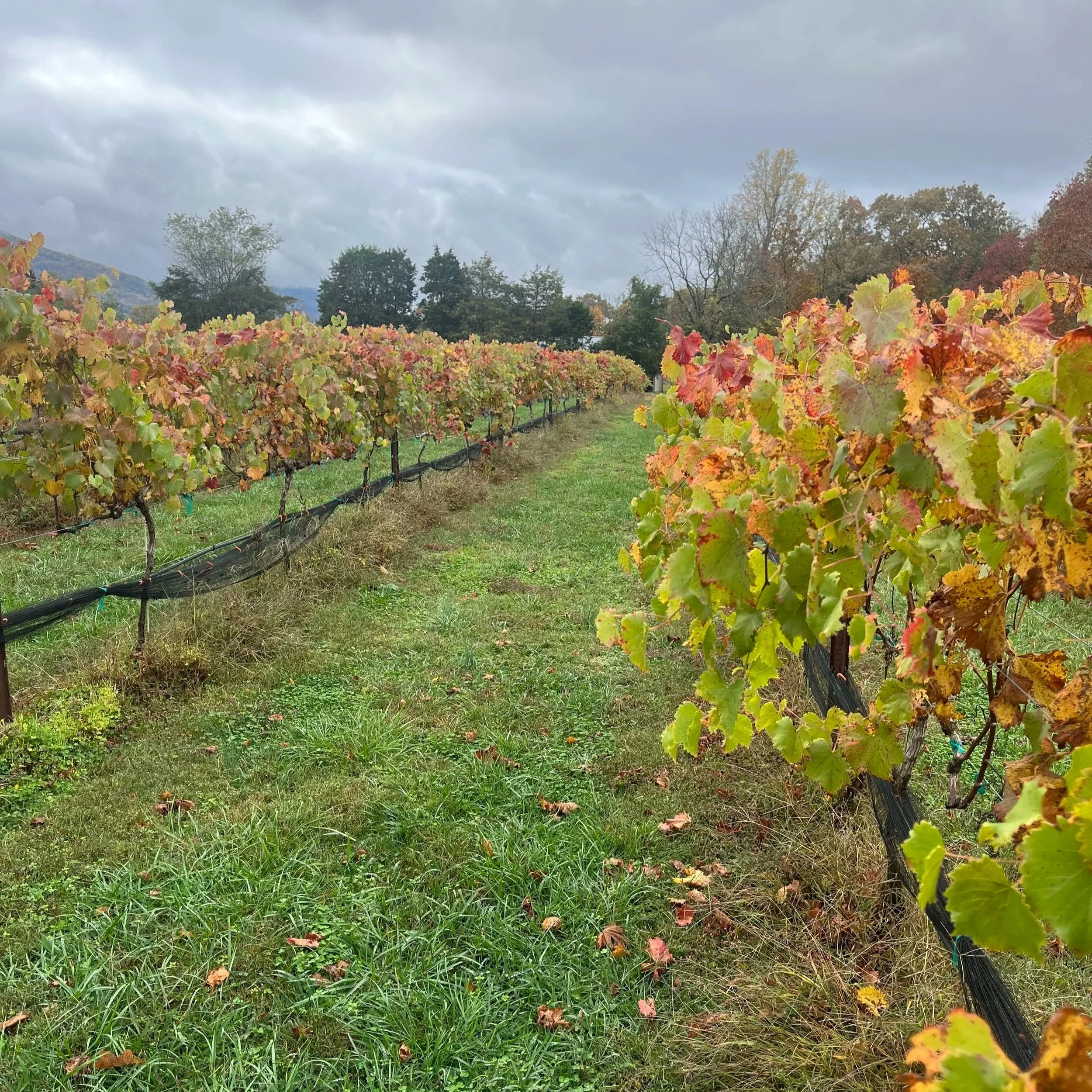 Fall+Vineyard+Color.jpg