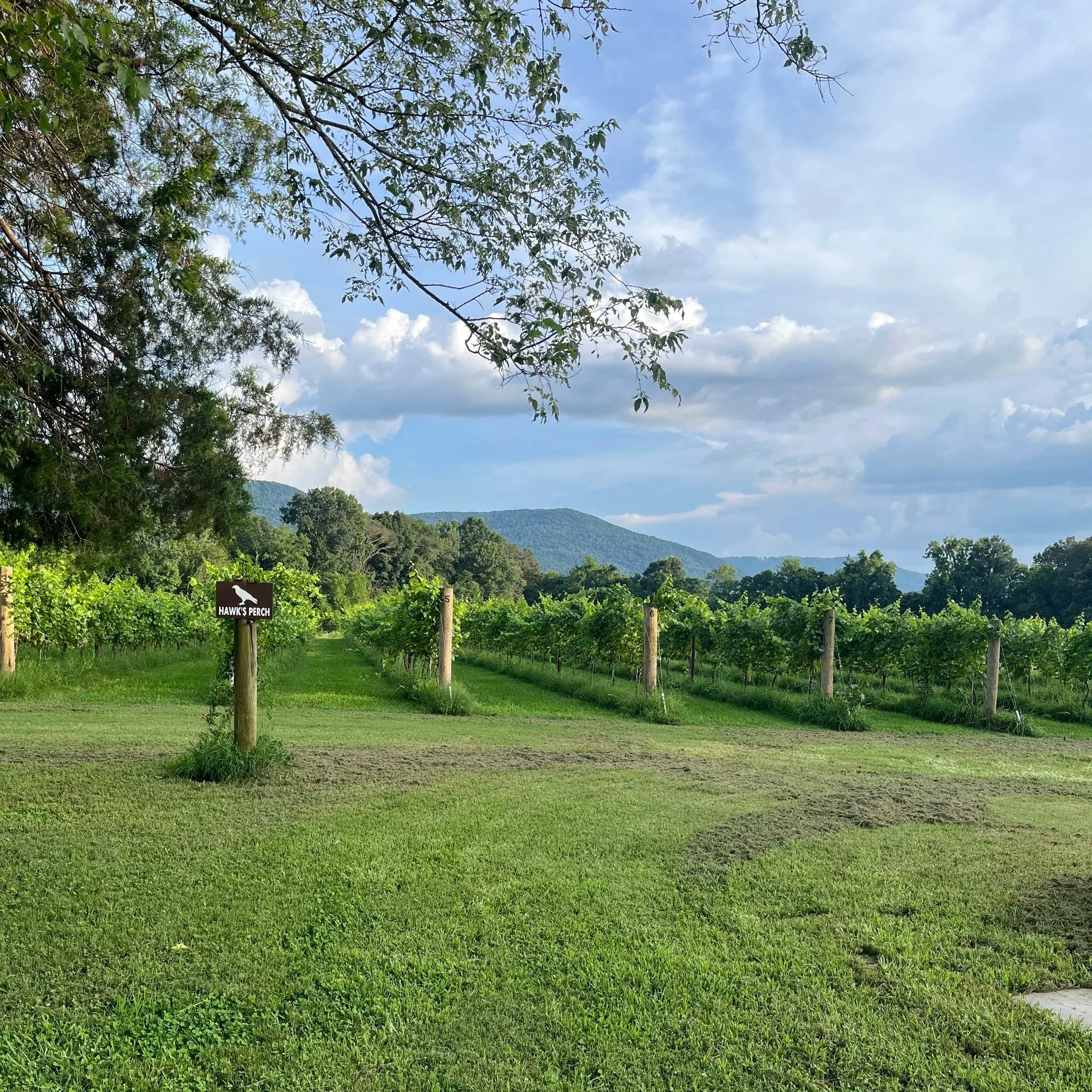 Chardonel+Vineyard.jpg