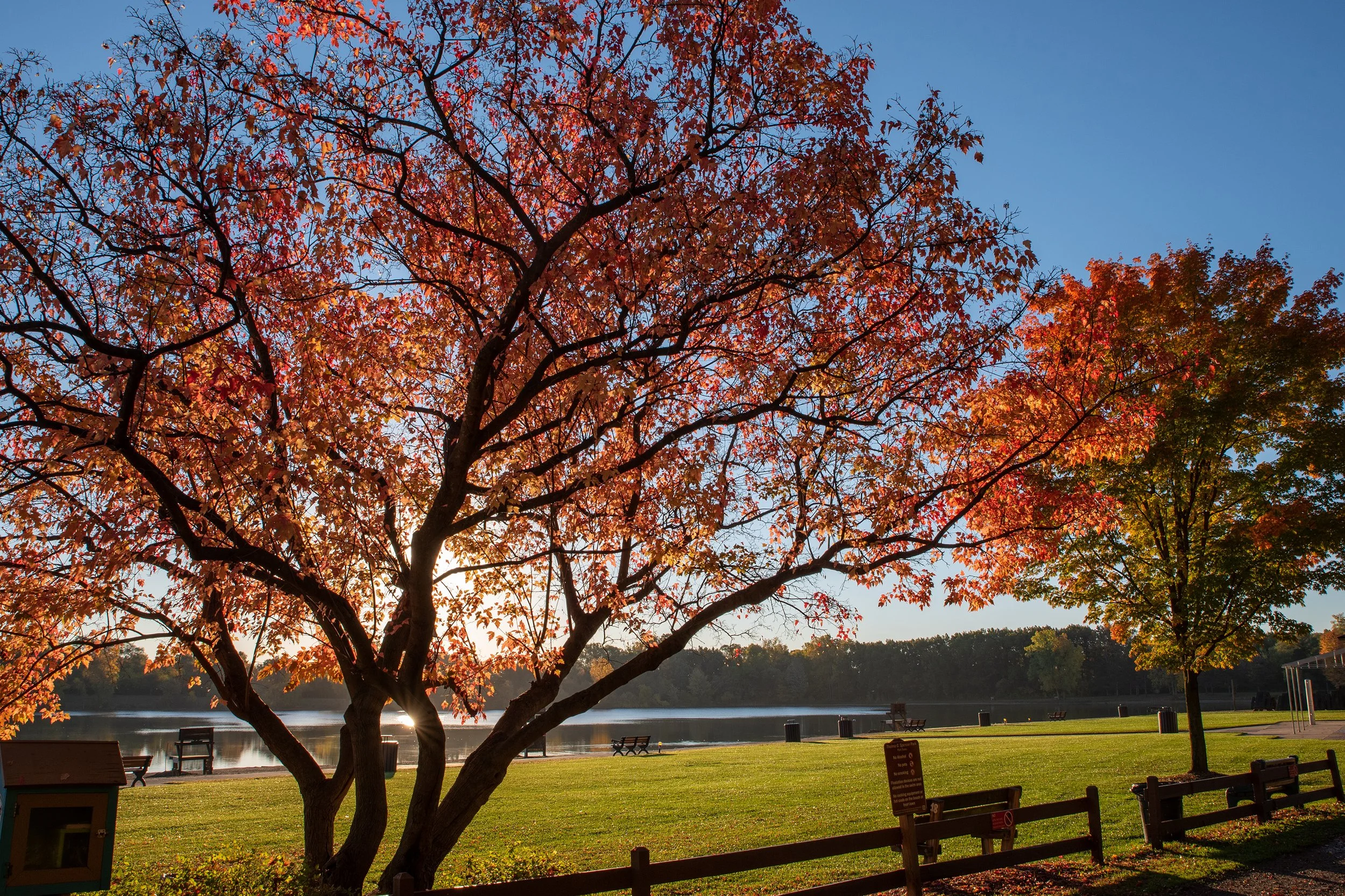 A park scene with a large tree with red and orange autumn leaves, a grassy area, a body of water, and additional trees in the background against a clear blue sky.