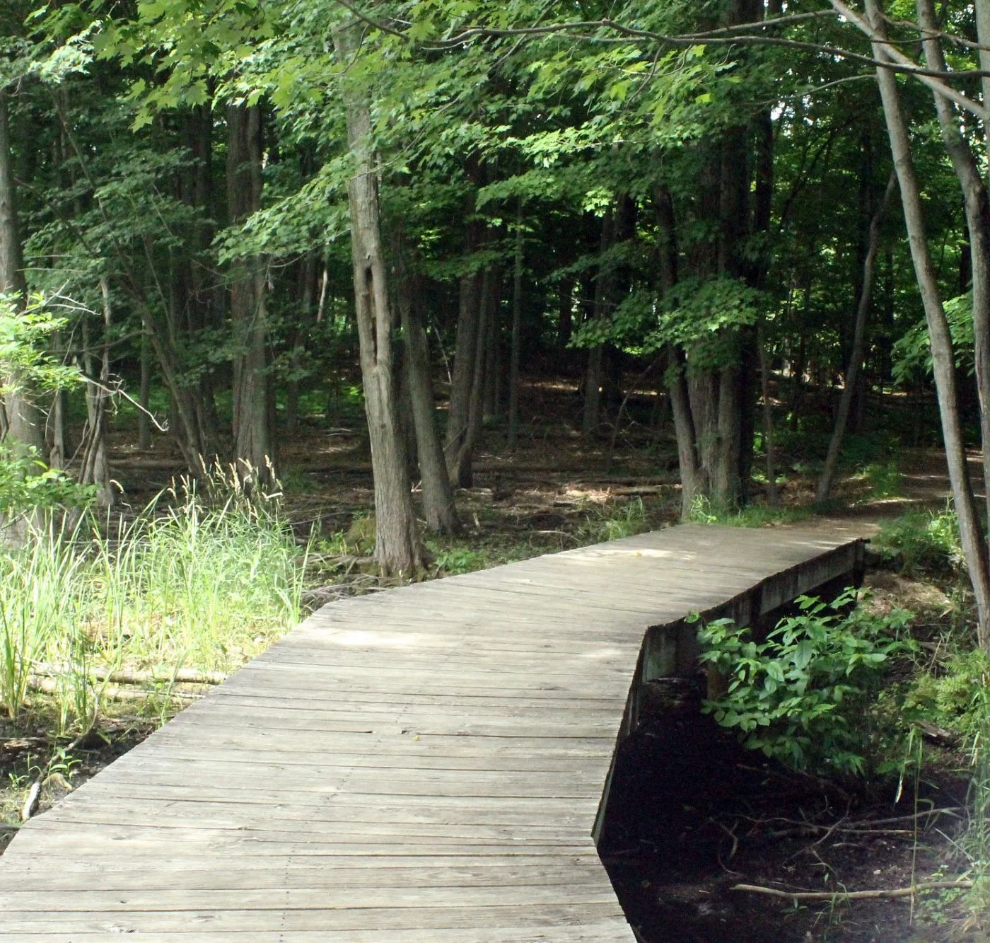 A wooden boardwalk winding through a dense green forest with trees and underbrush.