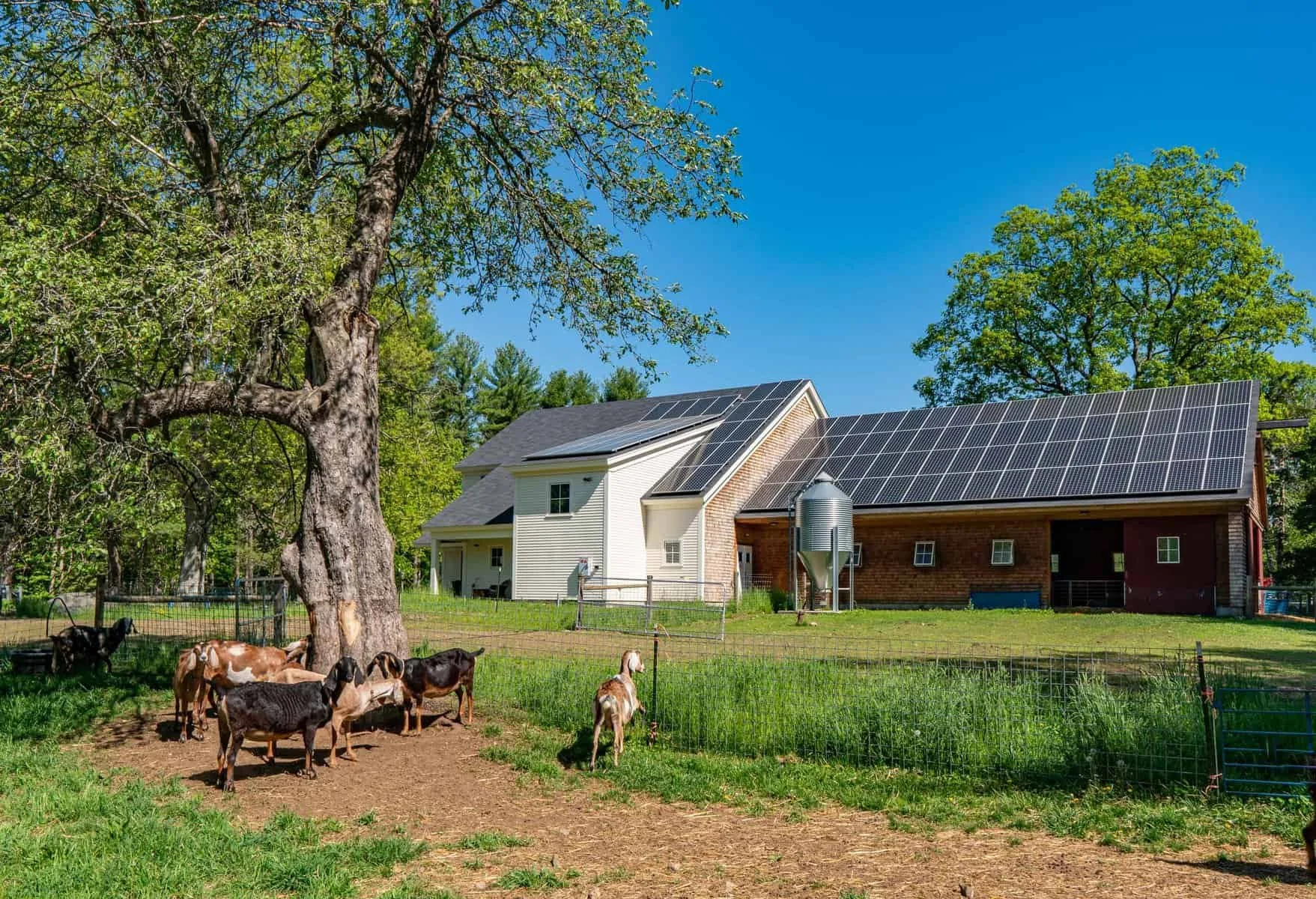 A farm scene with a house covered in solar panels on its roof, cows grazing in the foreground, and trees under a bright blue sky.