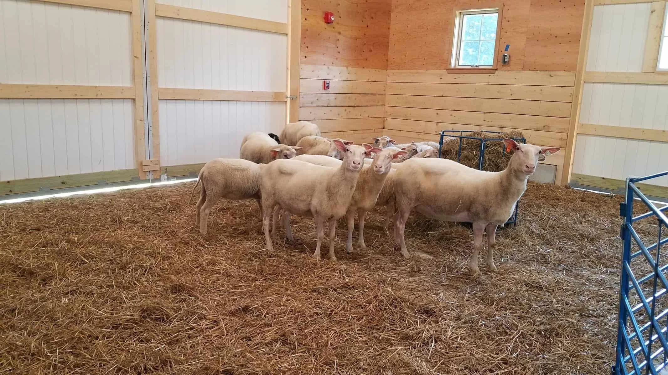 Indoor barn with wooden walls and straw-covered floor, containing several sheep and lambs near hay feeders.