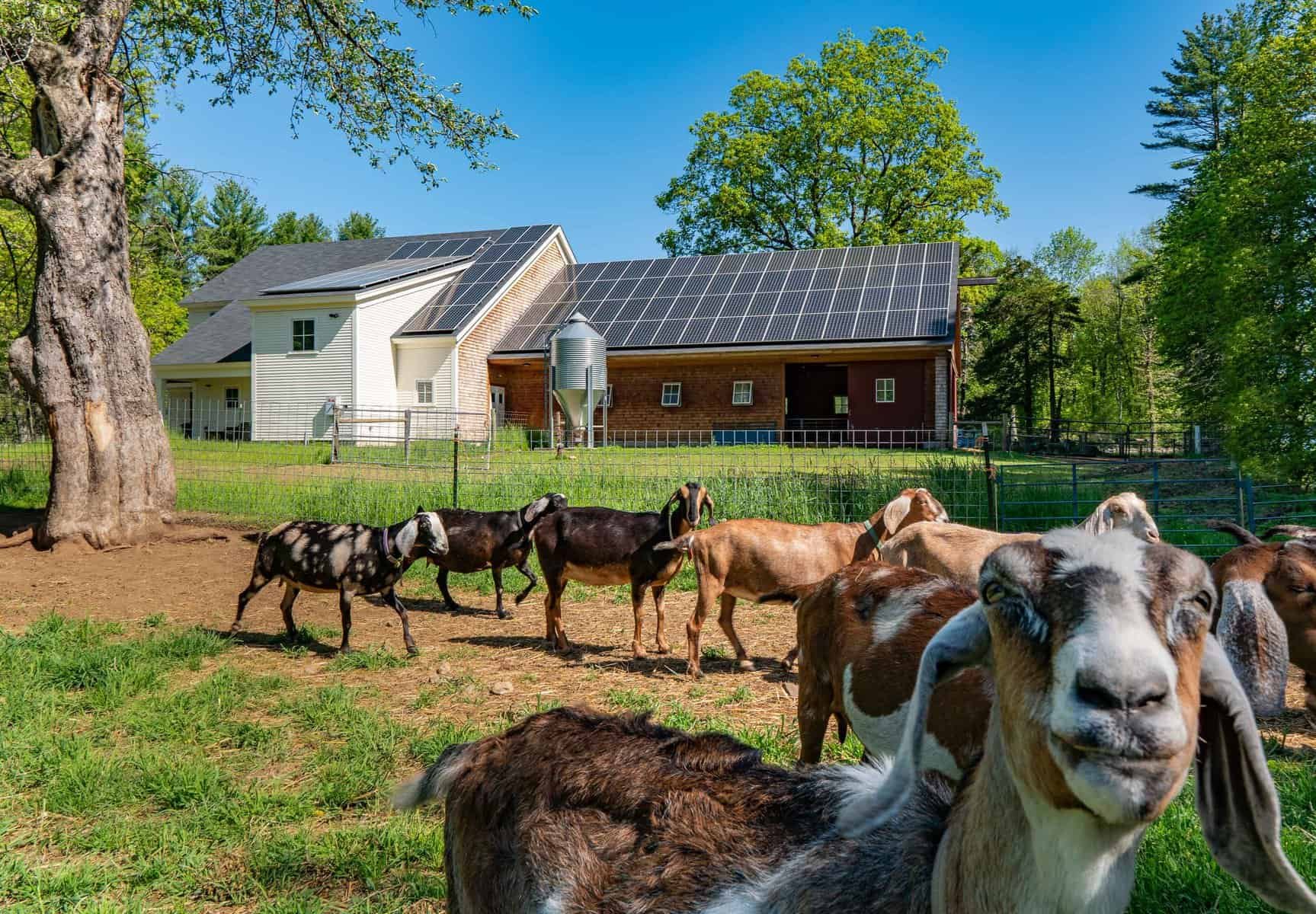 A group of goats on a farm with a house in the background, covered with solar panels, and a blue sky with trees.
