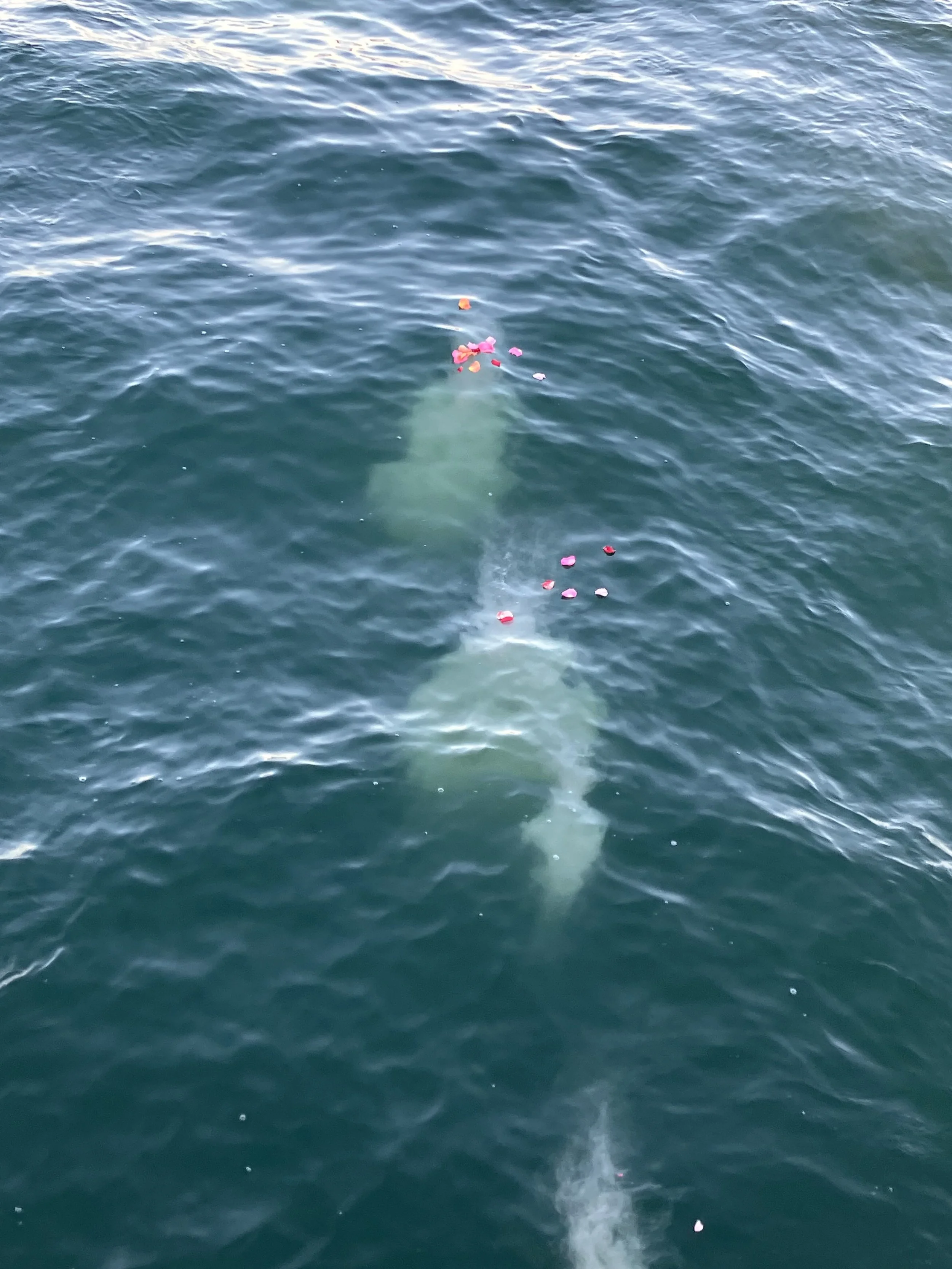 A shark is swimming in the ocean with pieces of fish and blood on the water's surface.